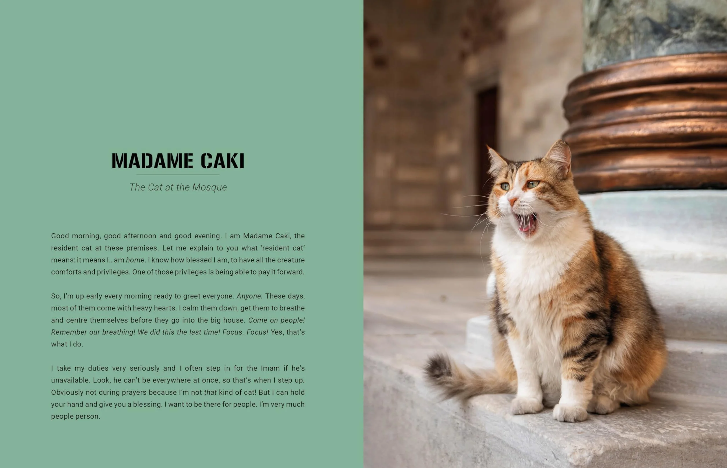 City Cats of Istanbul /anglais
