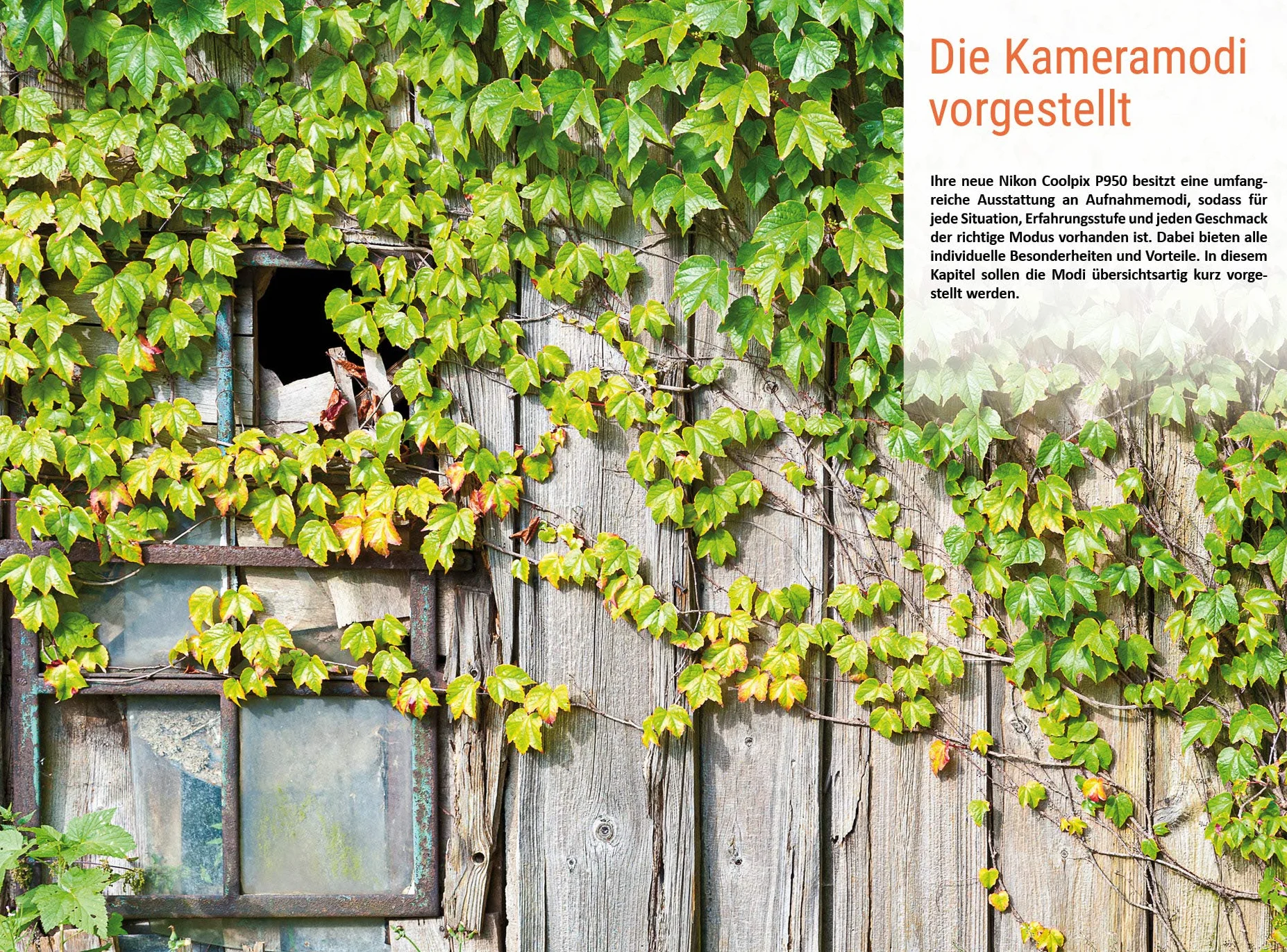Nikon Coolpix P950: Das umfangreiche Praxisbuch zu Ihrer Kamera!