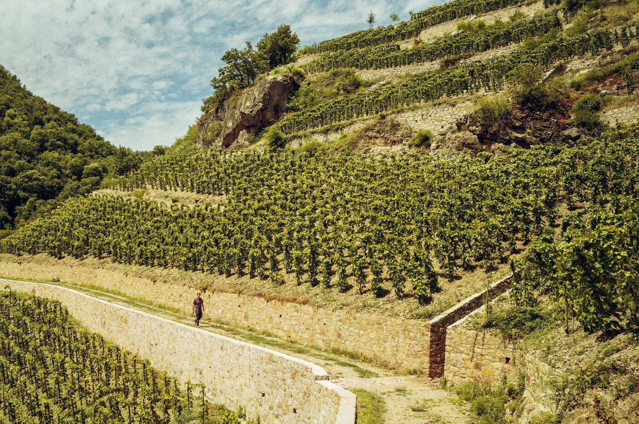 Who's Afraid of Romanée-Conti? A Shortcut to Drinking Great Wines