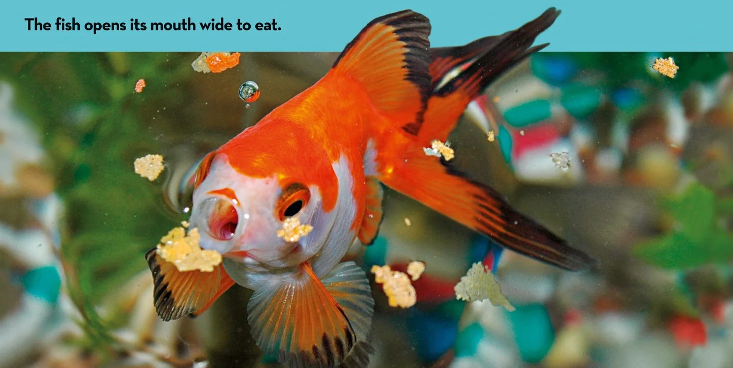 Look & Learn: Pets