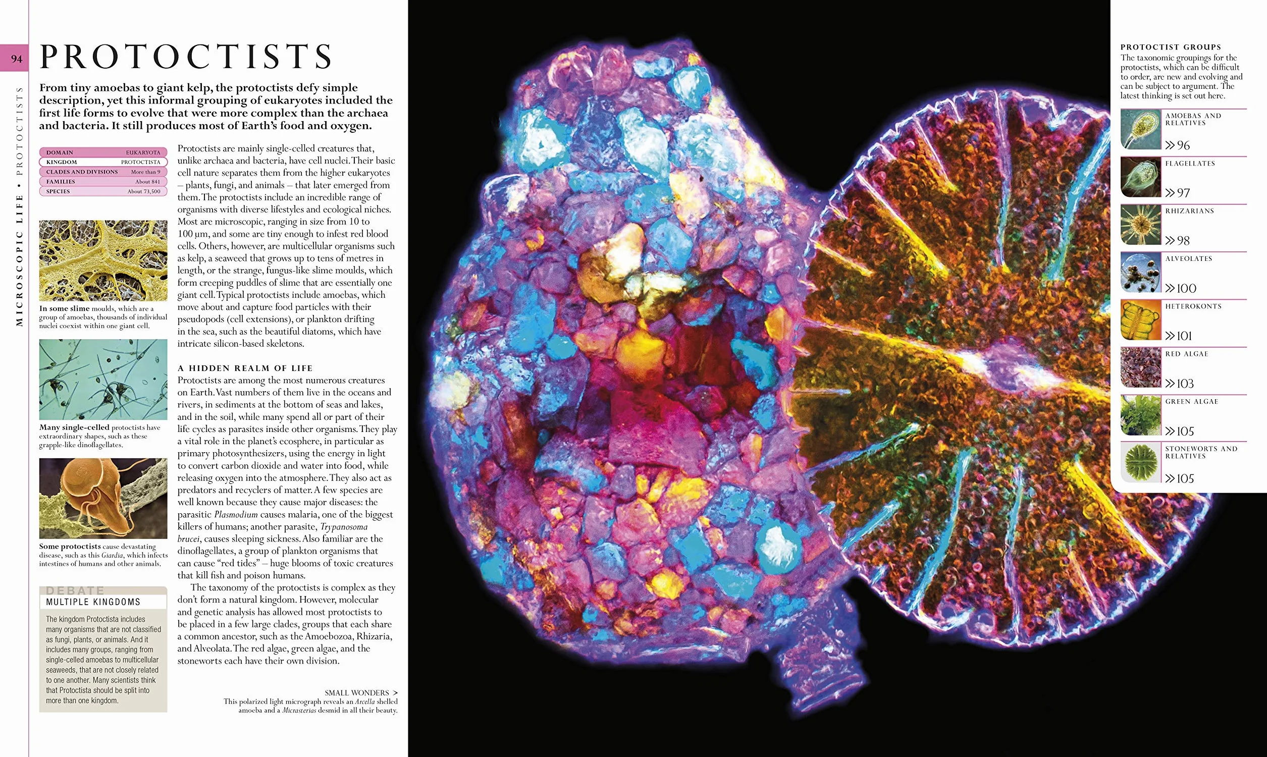 The Natural History Book: The Ultimate Visual Guide to Everything on Earth