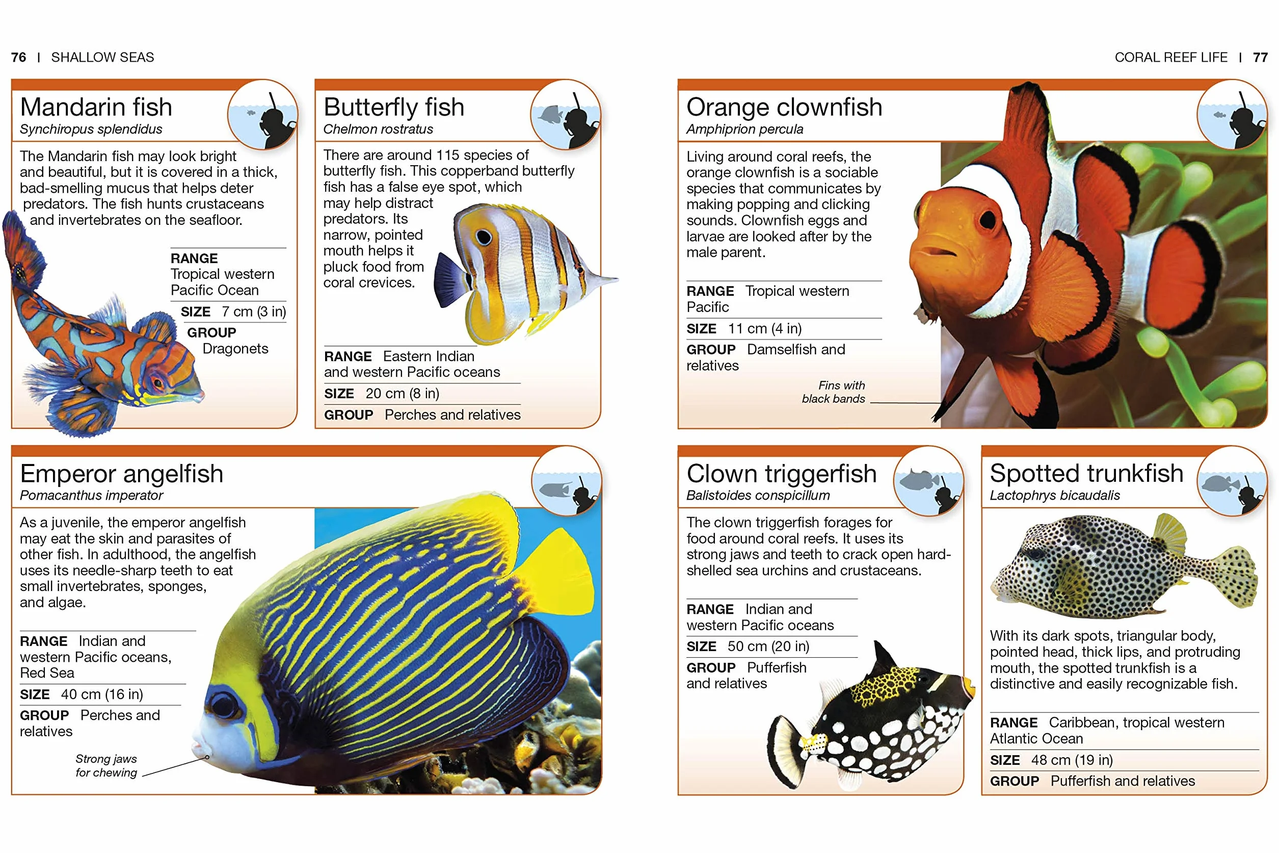 Ocean: Facts at Your Fingertips (Pocket Eyewitness)