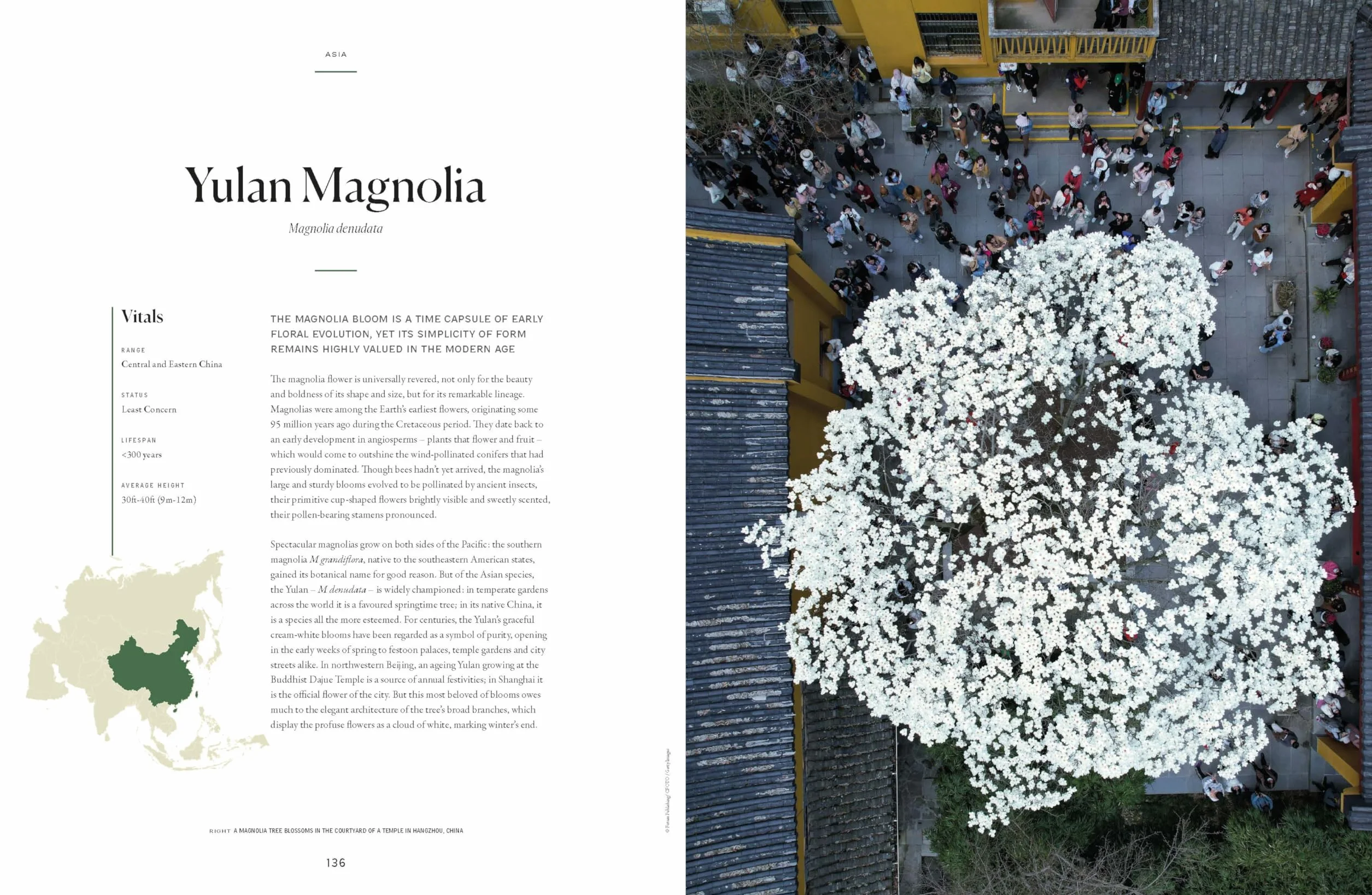 The Tree Atlas 1 -anglais-: 50 Magnificent Species Across the Planet | Practical Travel Advice to See Each Natural Wonder | Exquisite Photography & Illustrations