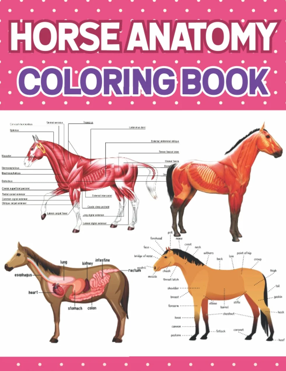 Horse Anatomy Coloring Book: Student's Self-Test & Activity Book for Veterinary Anatomy