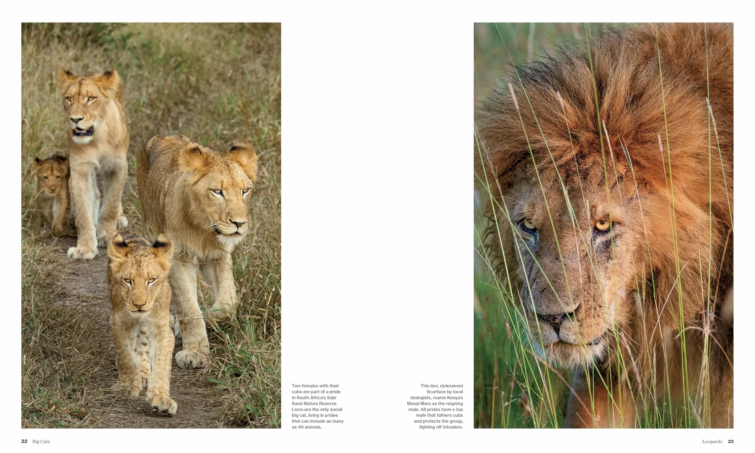 Big Cats