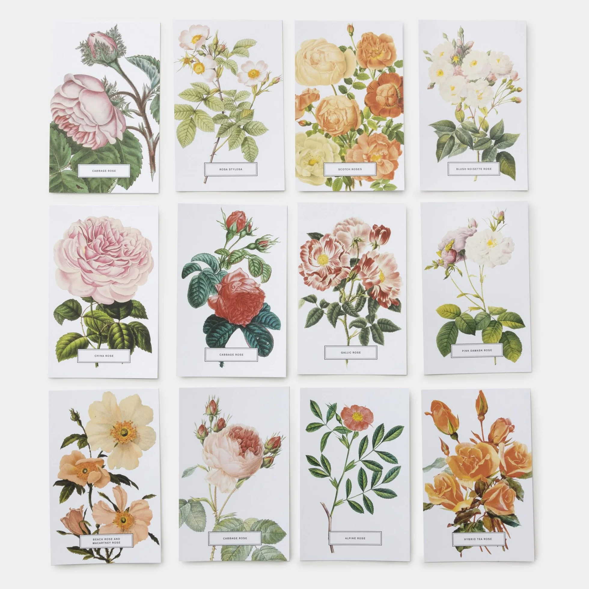 Roses: 100 Postcards from the Archives of The New York Botanical Garden