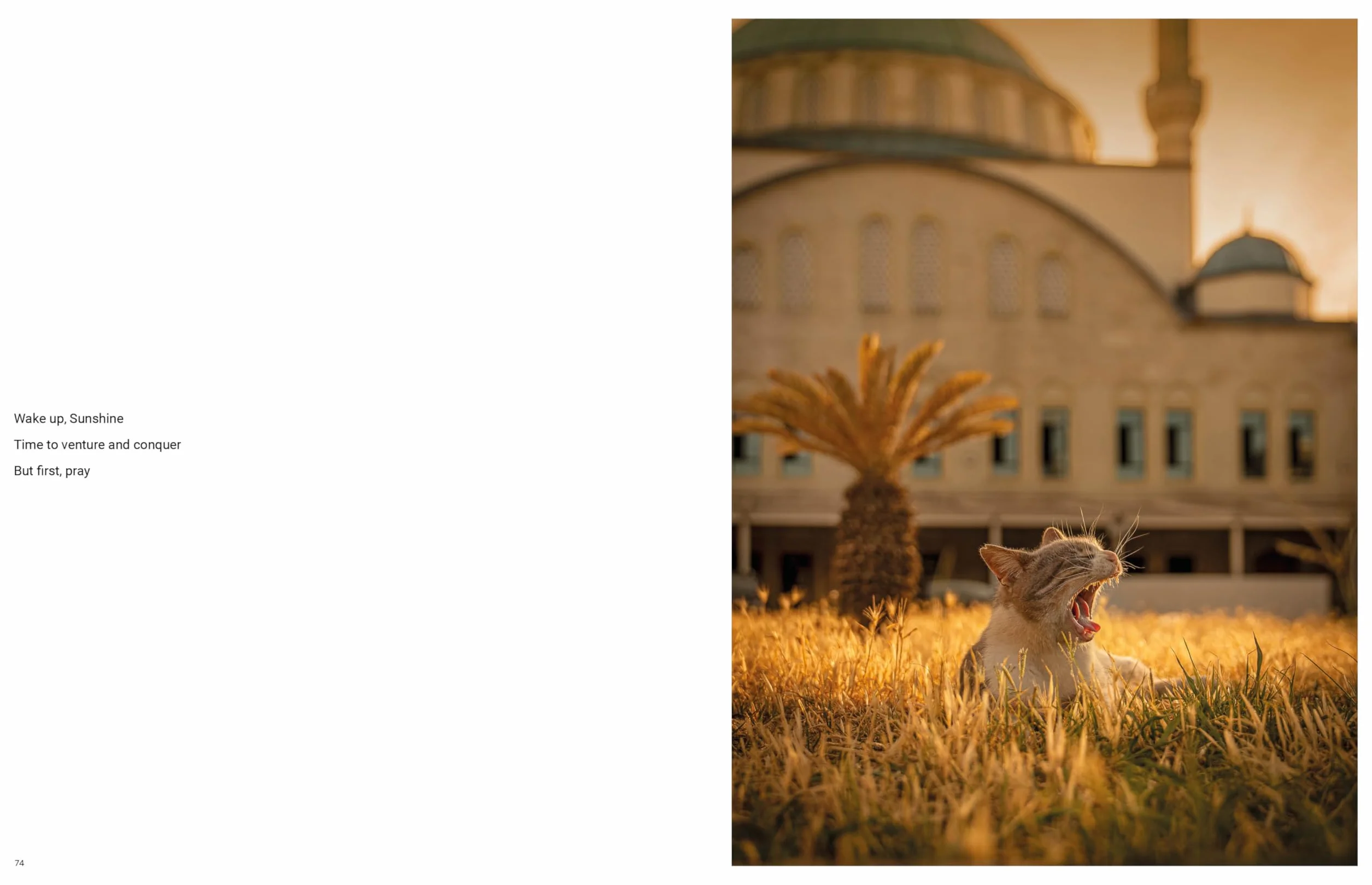 City Cats of Istanbul /anglais