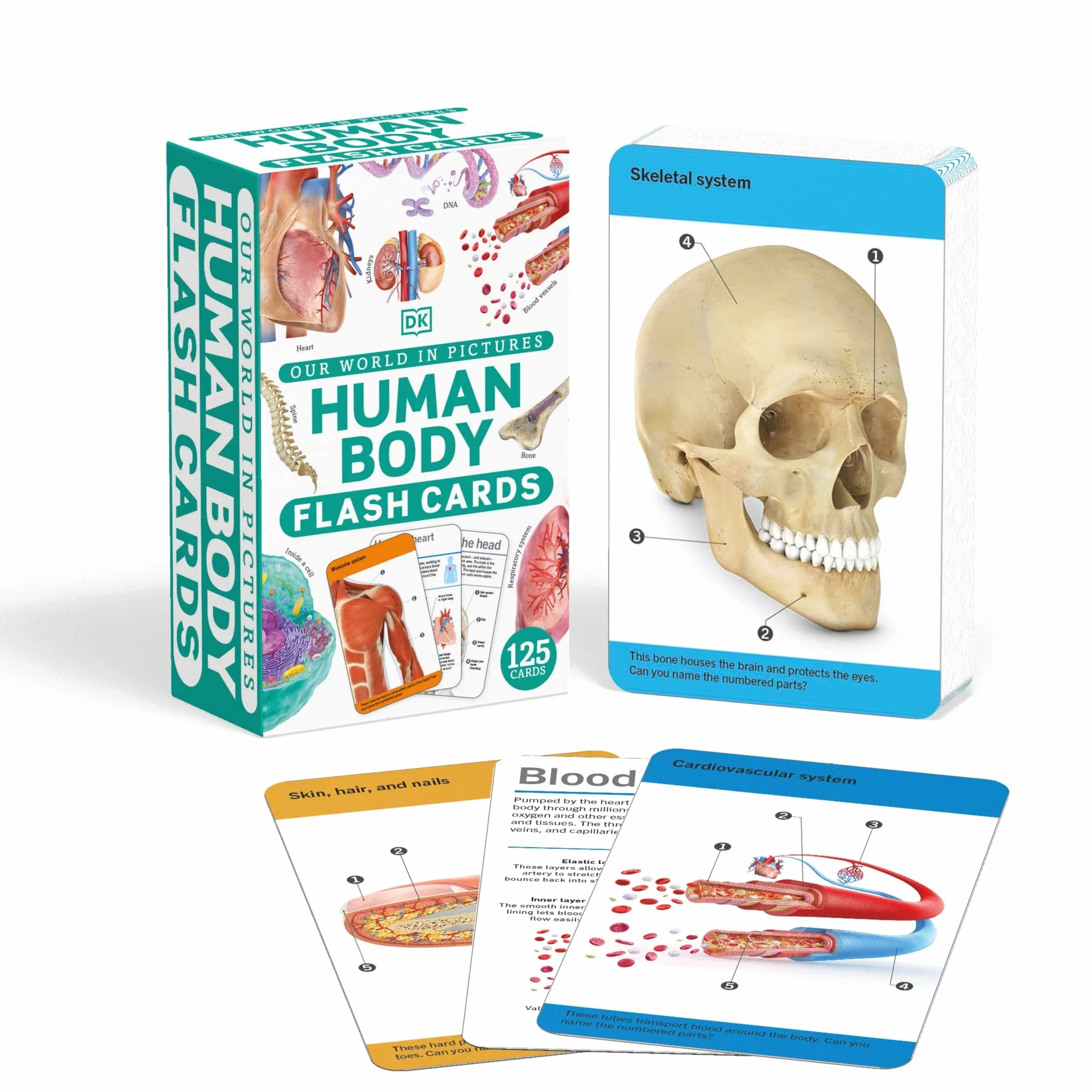 Our World in Pictures Human Body Flash Cards