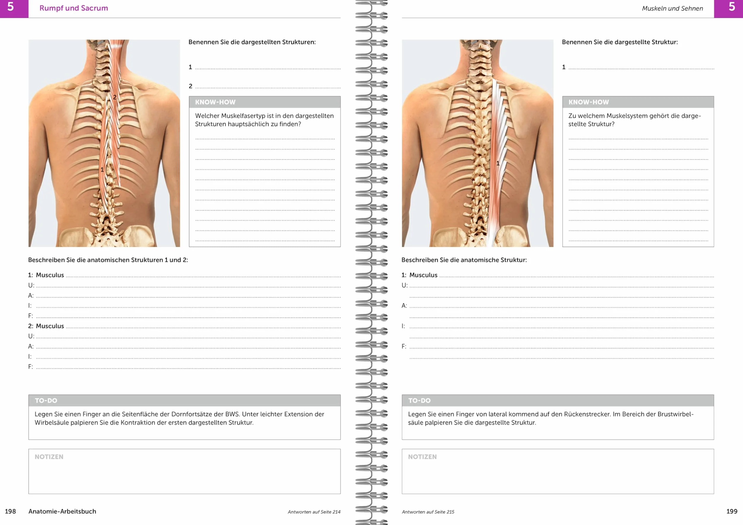 Anatomie-Arbeitsbuch: Anatomie aktiv erfahren und verstehen