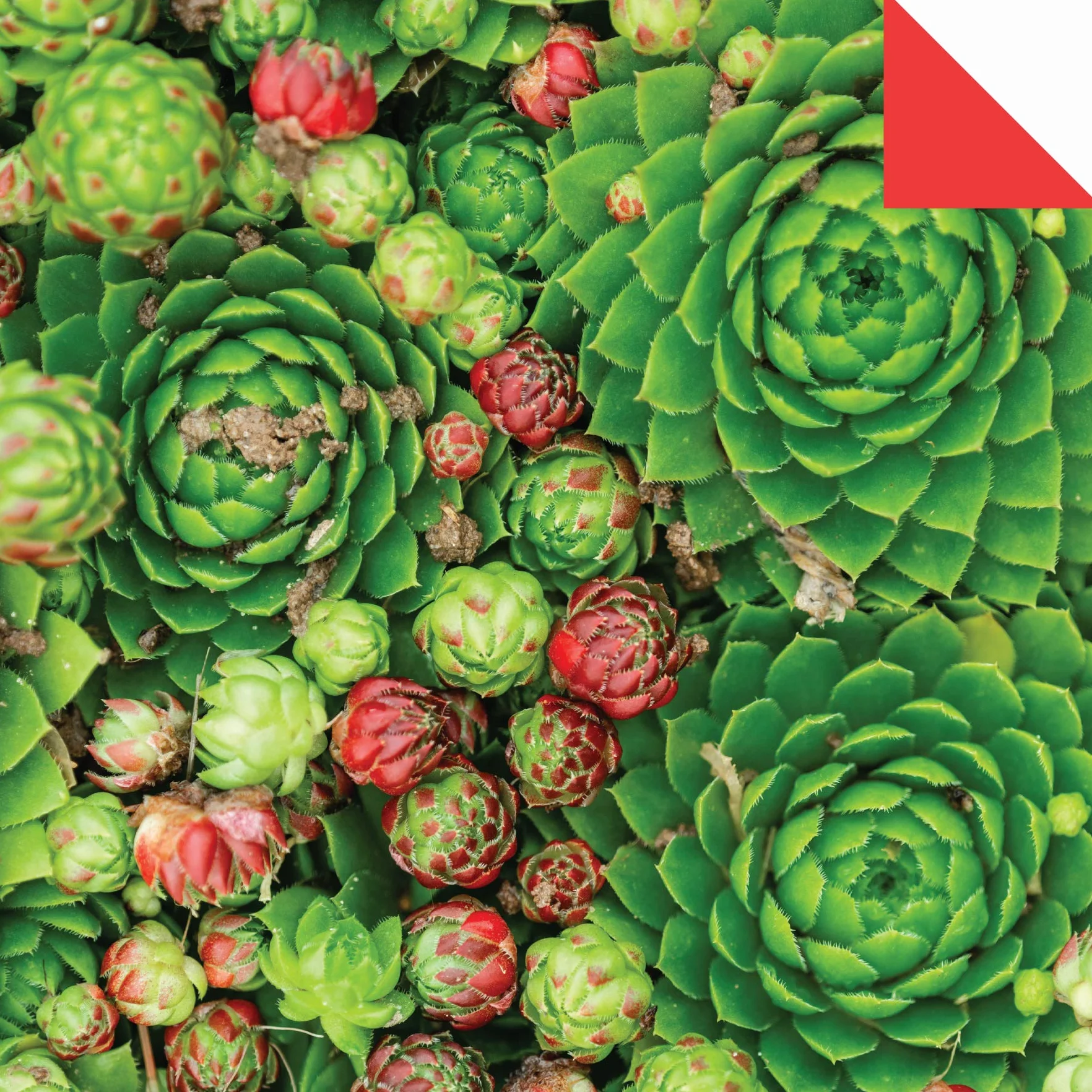 Origami Paper 500 Sheets Succulents 6 (15 CM): Tuttle Origami Paper: Double-Sided Origami Sheets with 12 Different Photographs (Instructions for 6 Projects Included)