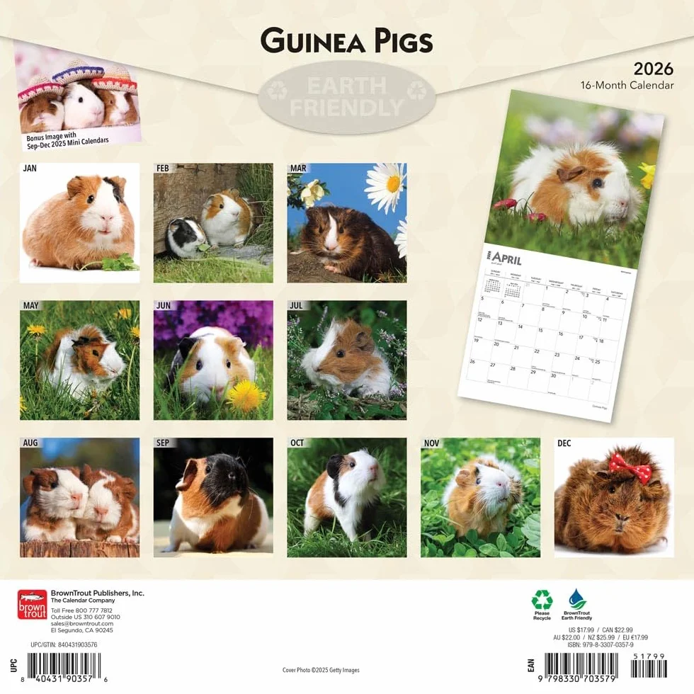 Guinea Pigs Meerschweinschen 2026 16-Monatskalender Original BrownTrout-Kalender Mehrsprachig
