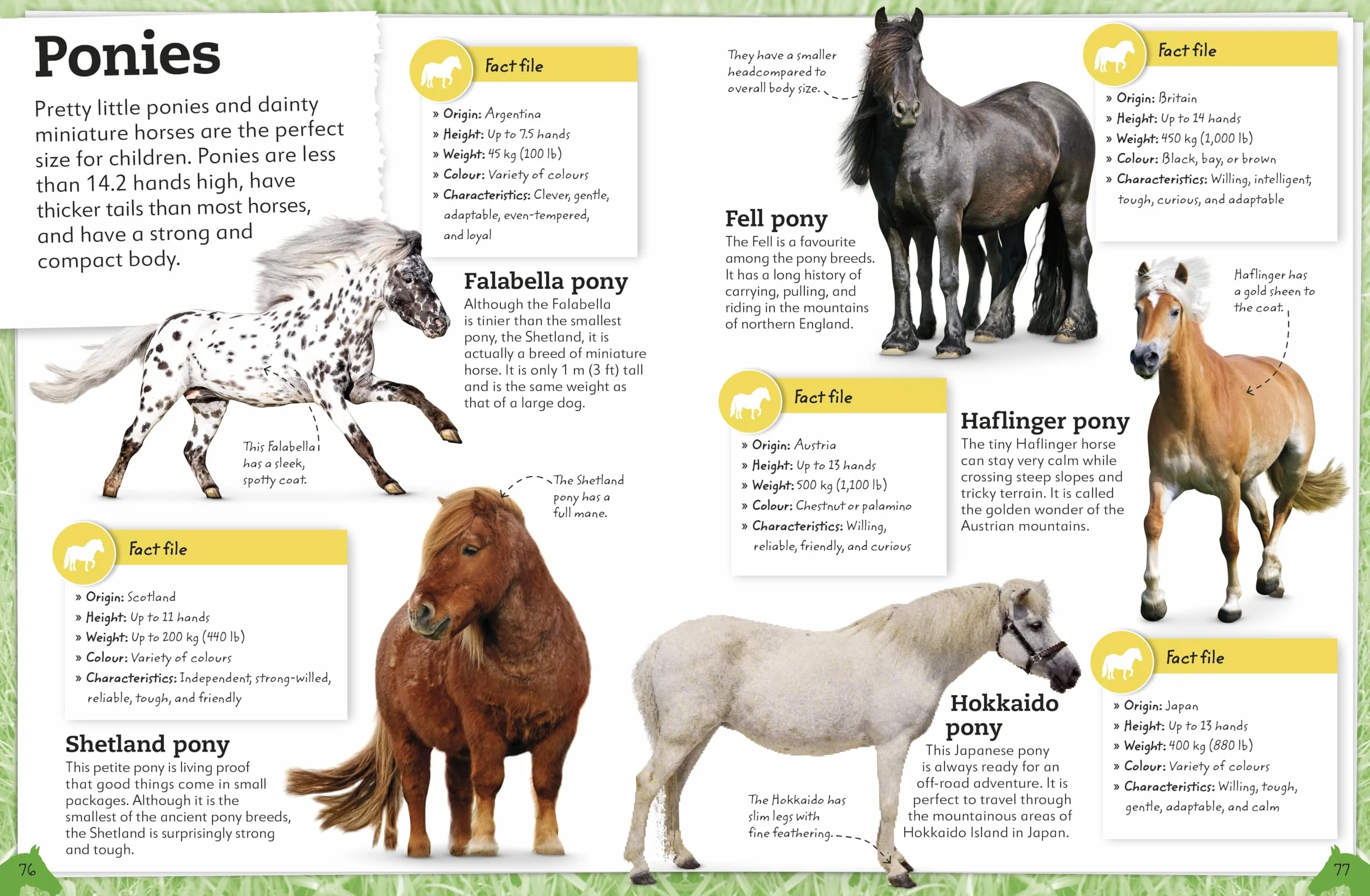 My Book of Horses and Ponies: Fact-Filled Guide to Equine Friends