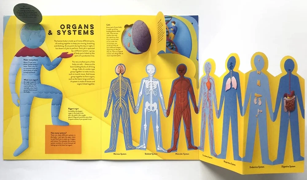 Paper World: Human Body: A fact-packed novelty book with 40 flaps to lift!