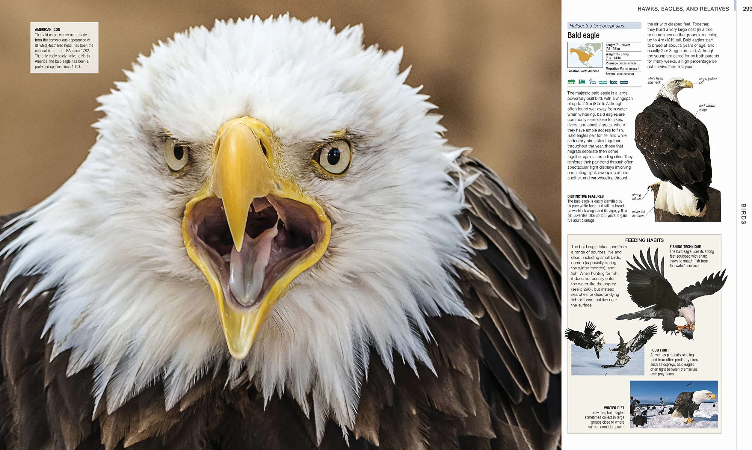 Animal: The Definitive Visual Guide