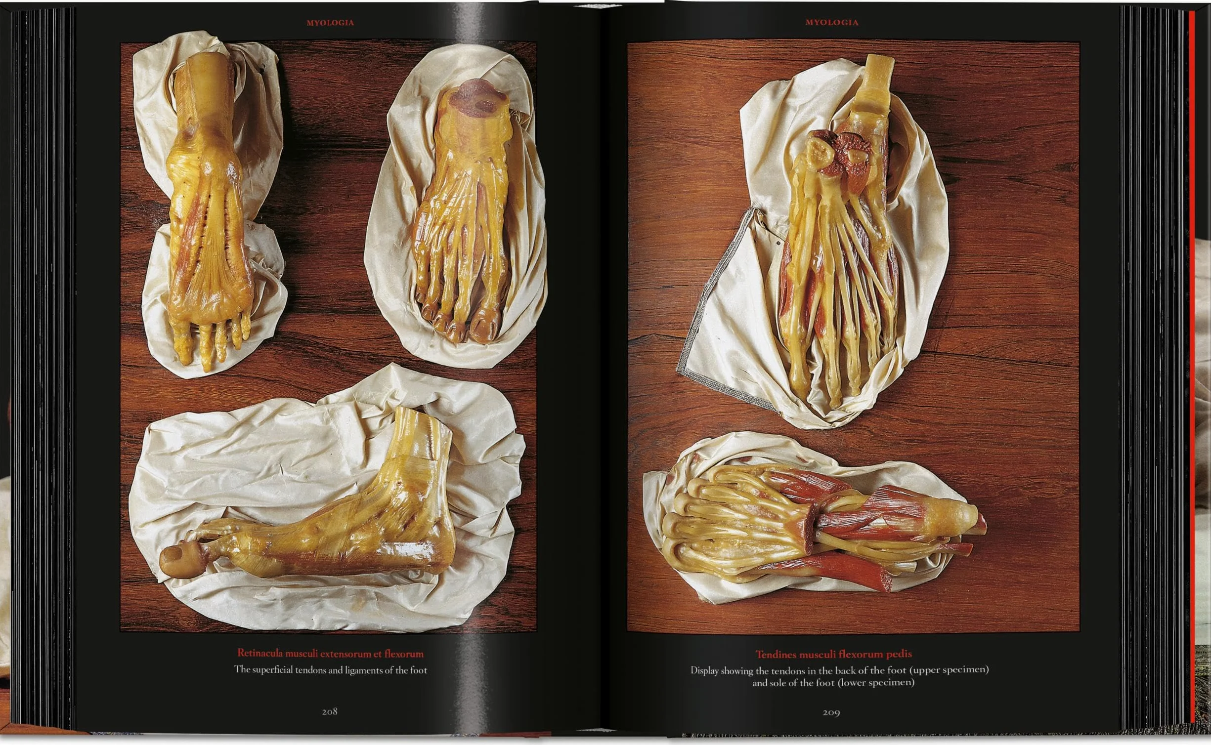 Anatomical Waxes. 45th Ed.