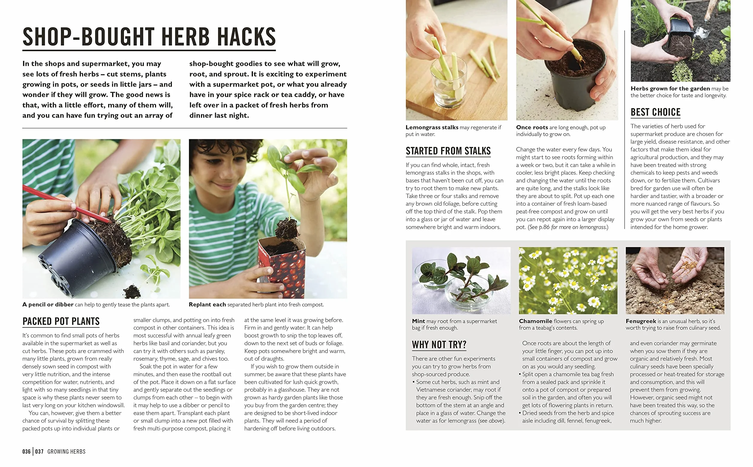 Grow Herbs: Essential Know-how and Expert Advice for Gardening Success