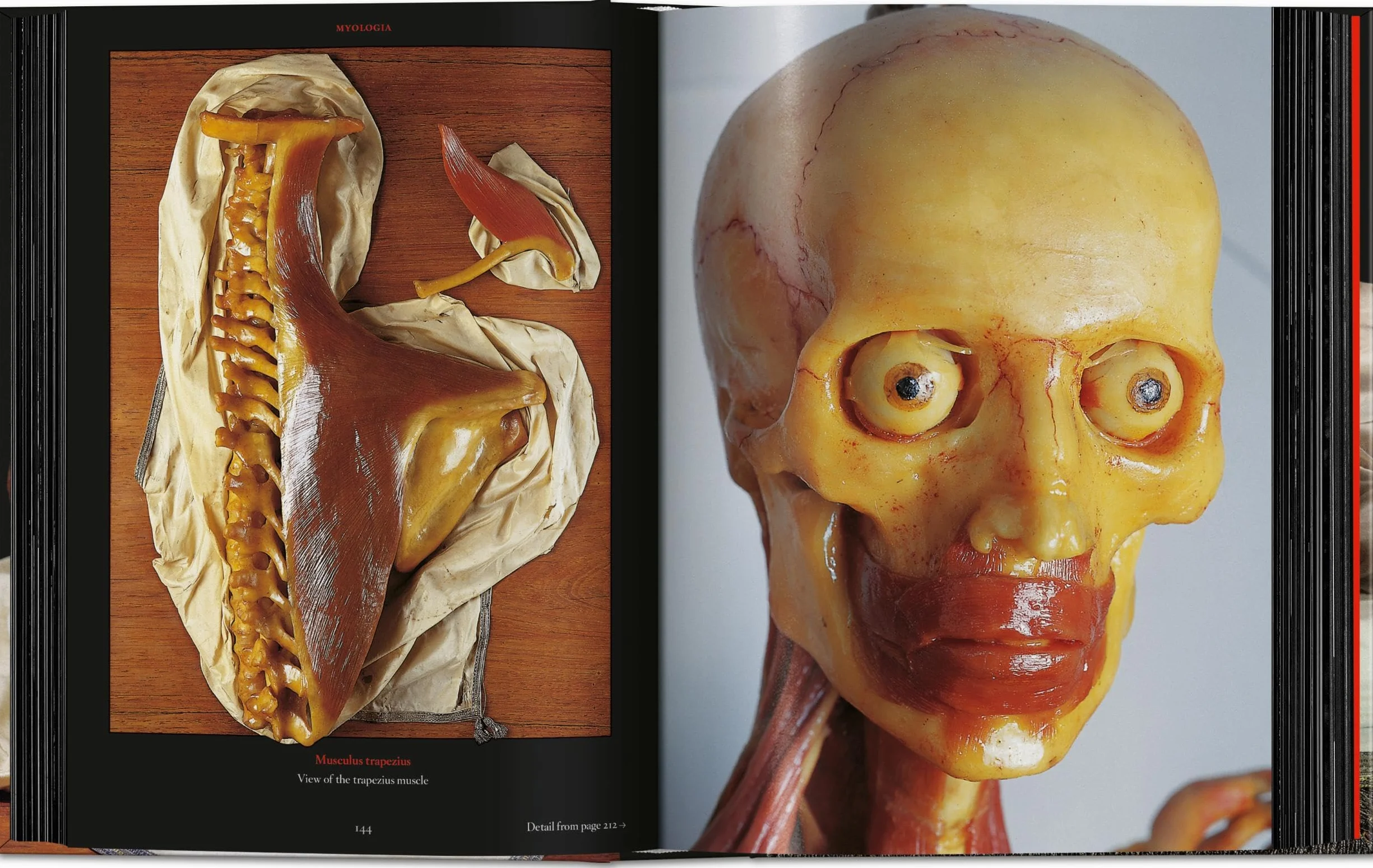 Anatomical Waxes. 45th Ed.