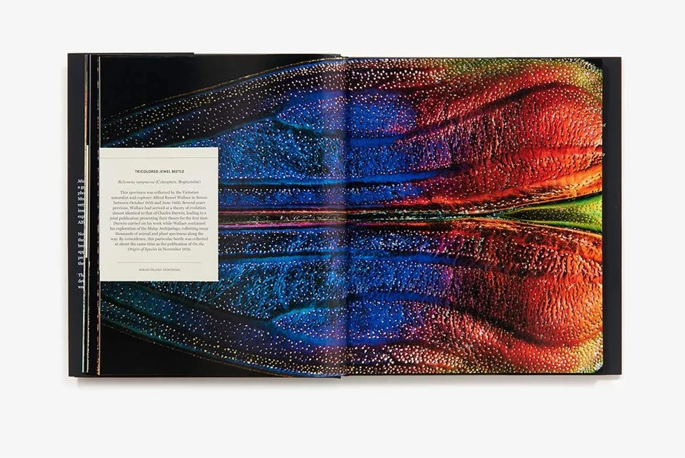 Microsculpture: Portraits of Insects