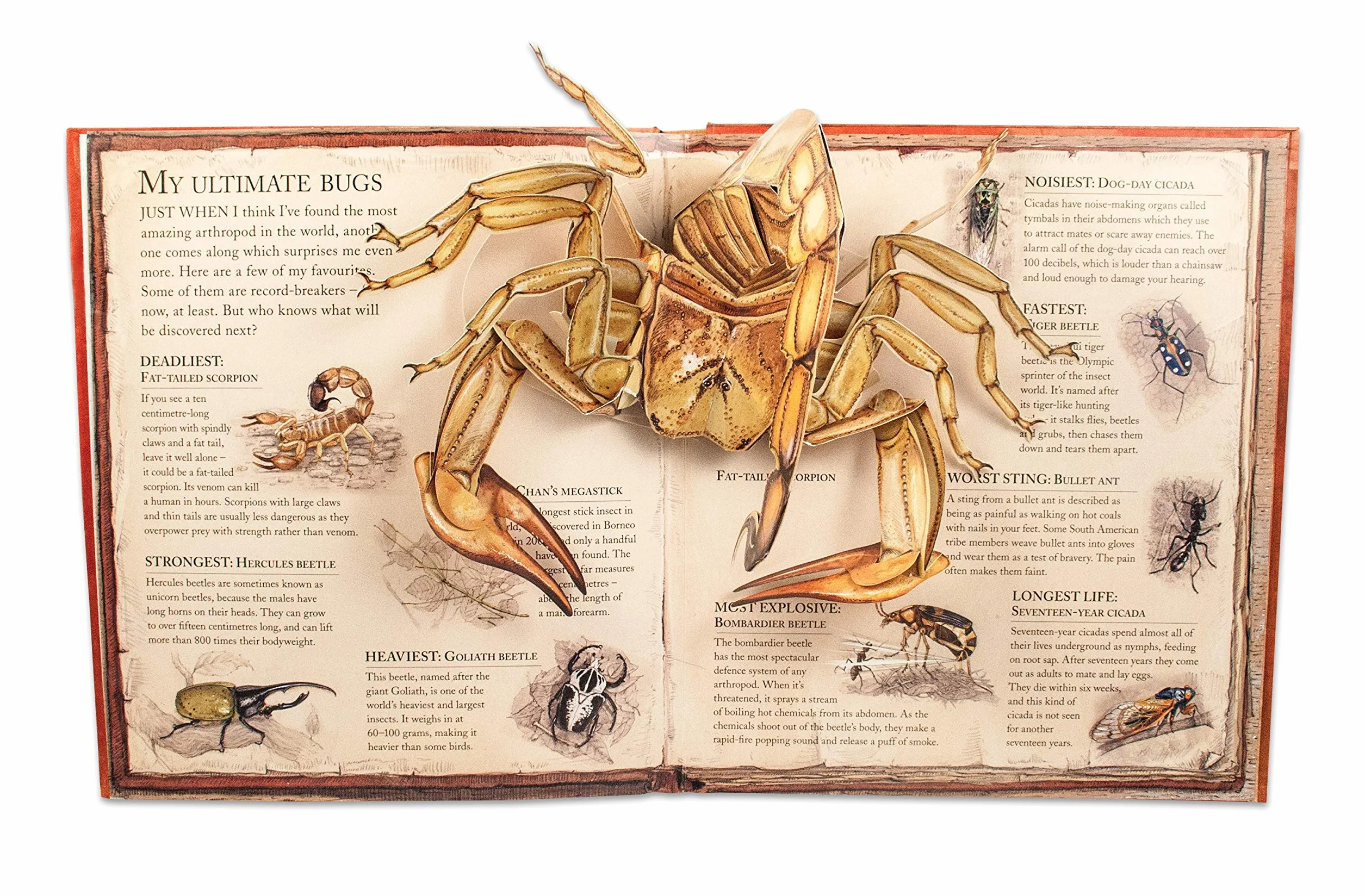 Bugs: A Pop-up Journey into the World of Insects, Spiders and Creepy-crawlies