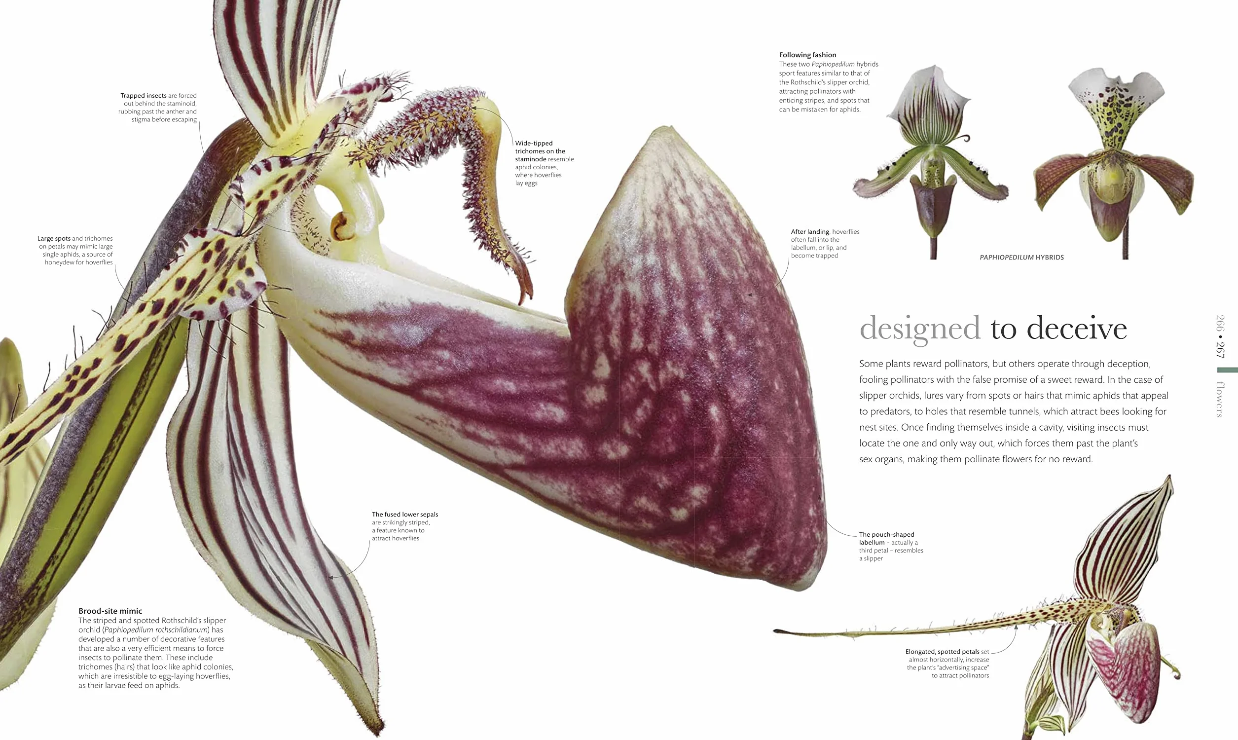 The Science of Plants: Inside their Secret World