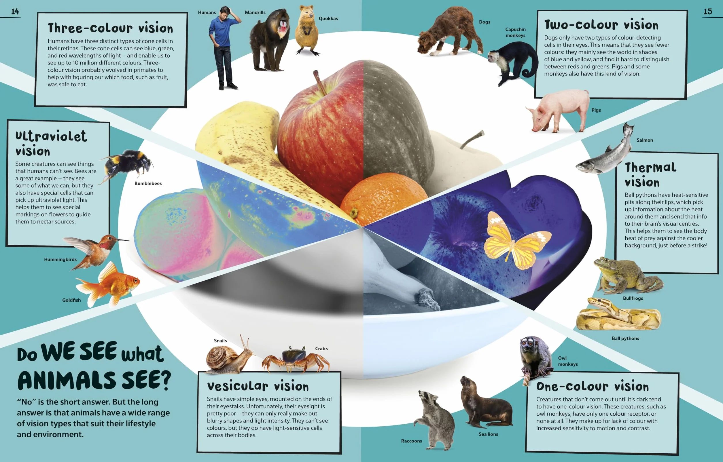 An Excellent Encyclopedia of Your Senses: Think You Have Just Five Senses? Think Again!
