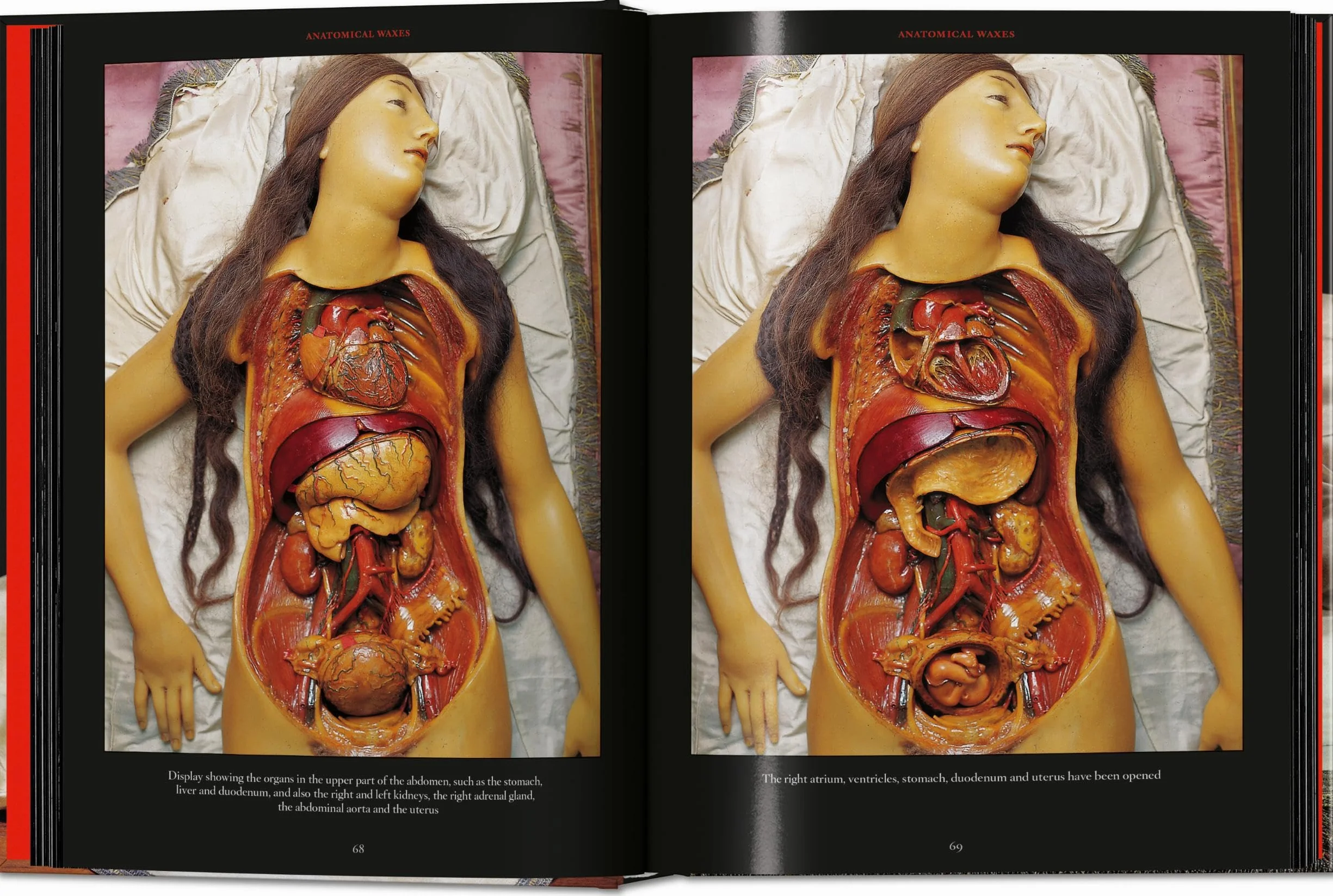 Anatomical Waxes. 45th Ed.