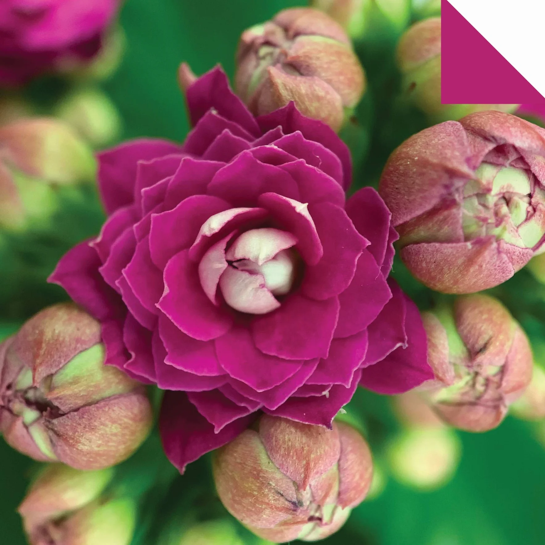 Origami Paper 500 Sheets Succulents 6 (15 CM): Tuttle Origami Paper: Double-Sided Origami Sheets with 12 Different Photographs (Instructions for 6 Projects Included)