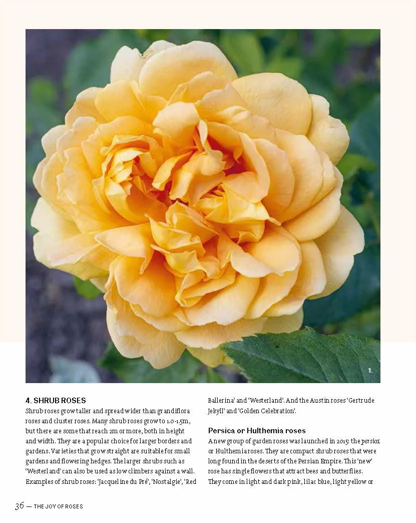 The Joy of Roses /anglais