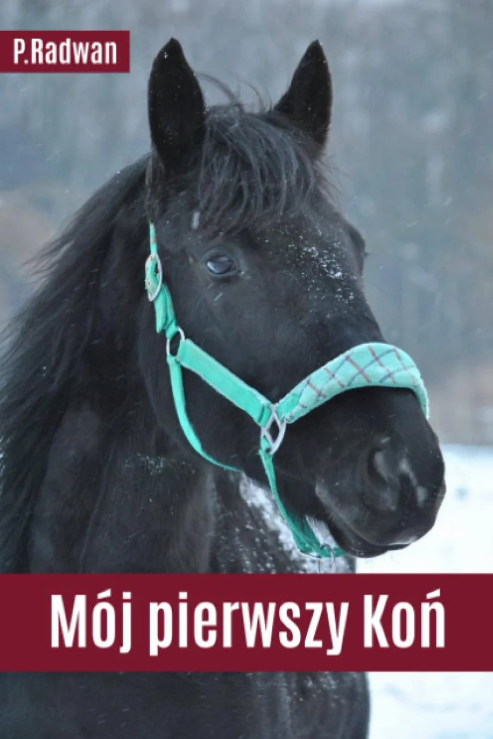 Koń: Poradnik dla kupujących pierwszego wierzchowca