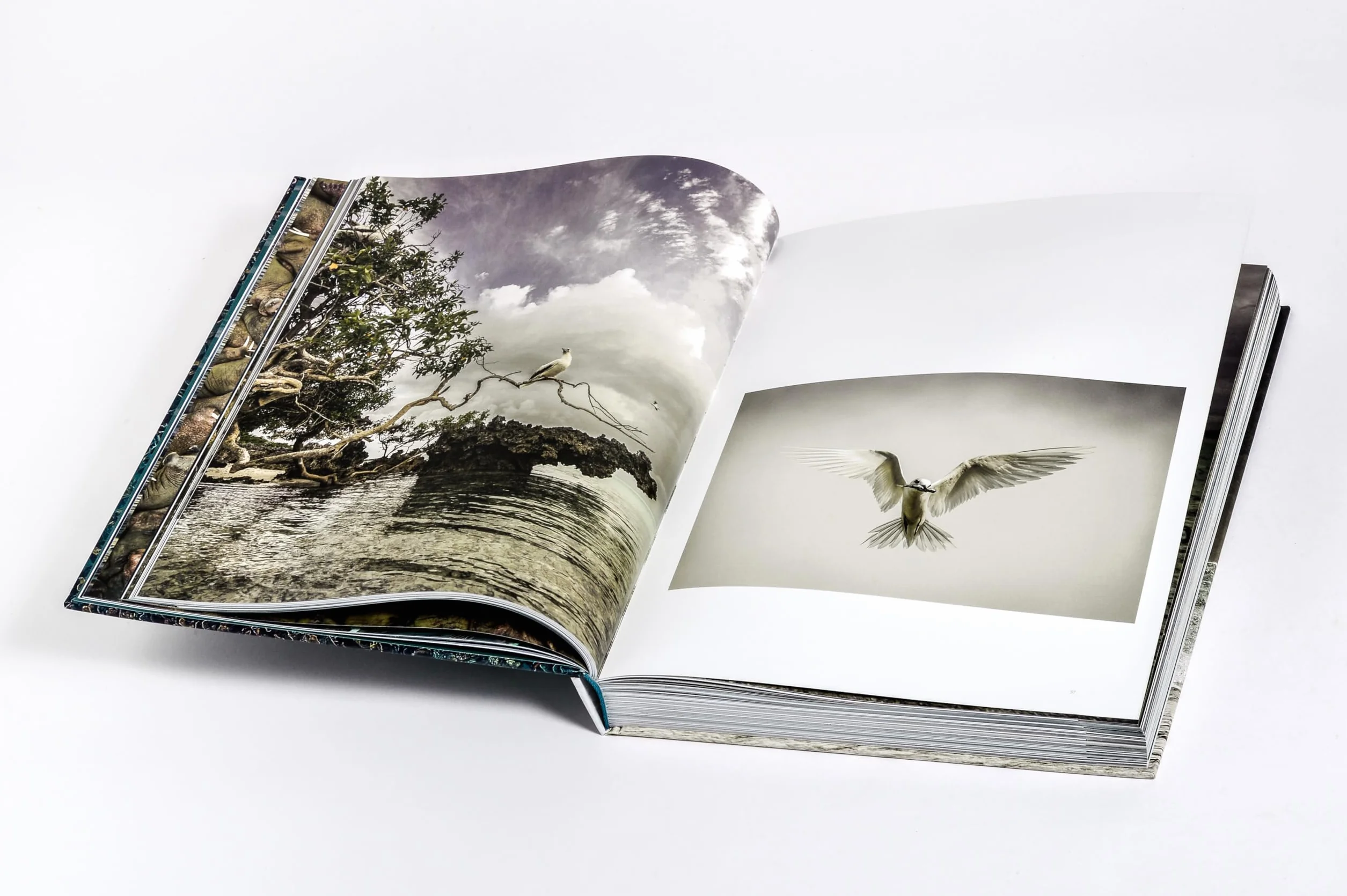 Wilder Ozean: Eine Reise in die ungezähmte Natur der Weltmeere. Opulenter Coffee-Table-Band mit über 200 faszinierenden Fotografien