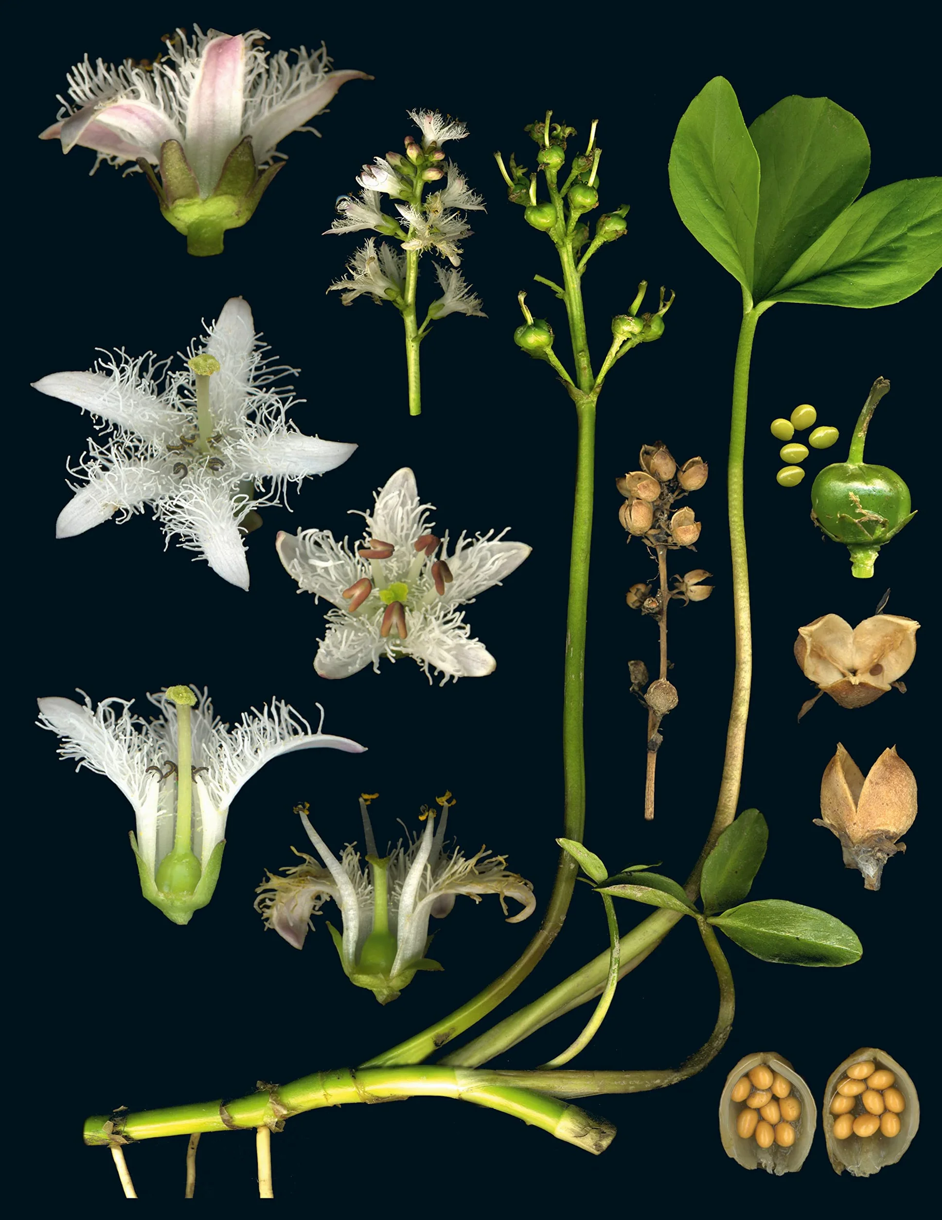 100 Plants That Heal: The Illustrated Herbarium of Medicinal Plants
