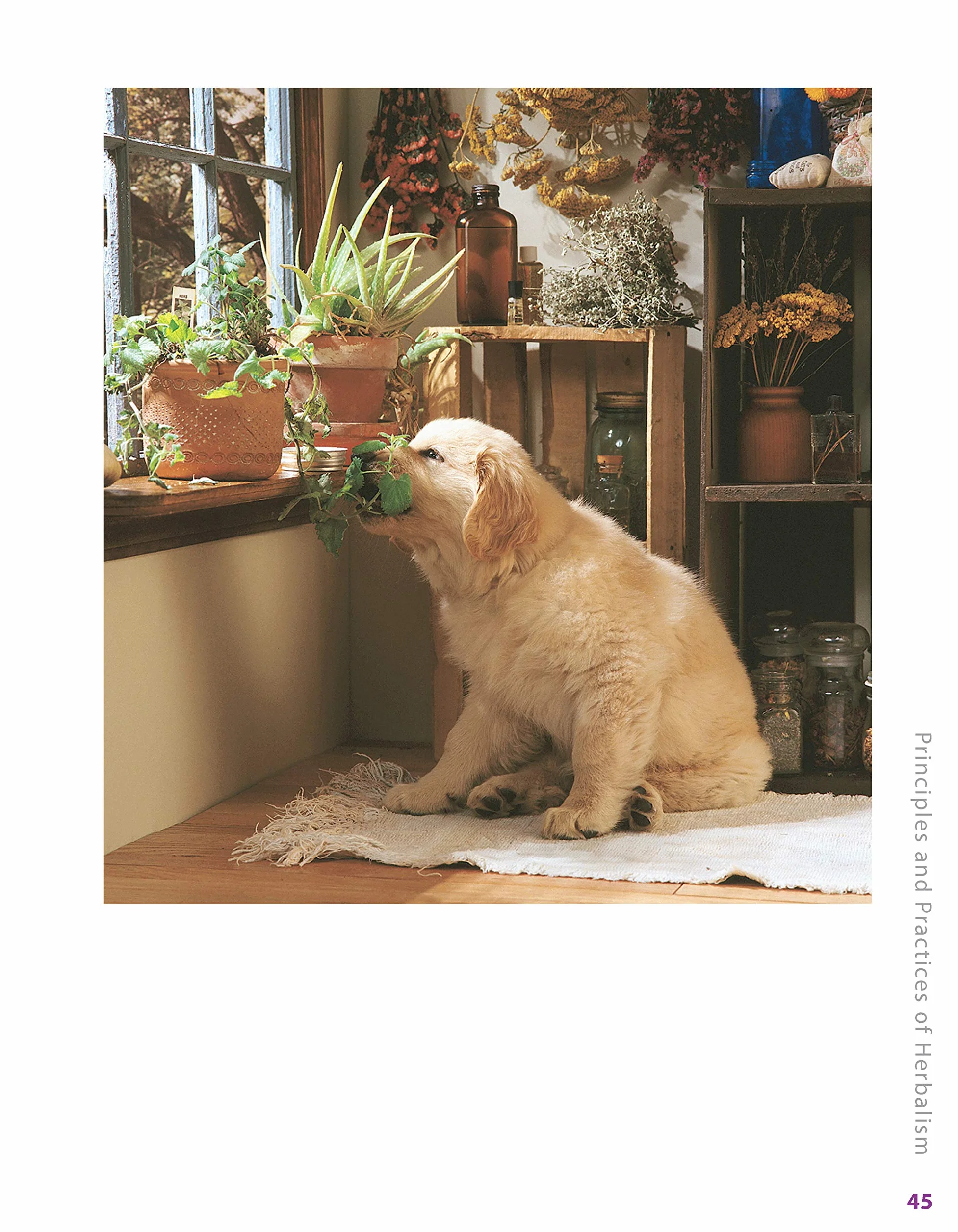 Herbs for Pets: The Natural Way to Enhance Your Pet's Life