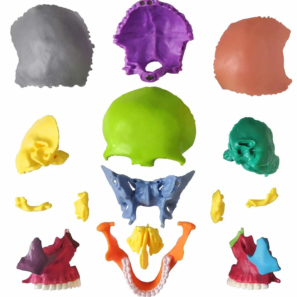 EVOTECH SCIENTIFIC Anatomiczny model czaszki 15-częściowy dłoni, wybuchła czaszka medyczna edukacja