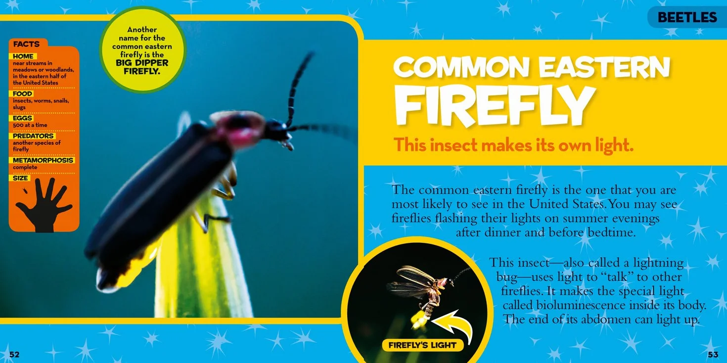 Little Kids First Big Book of Bugs