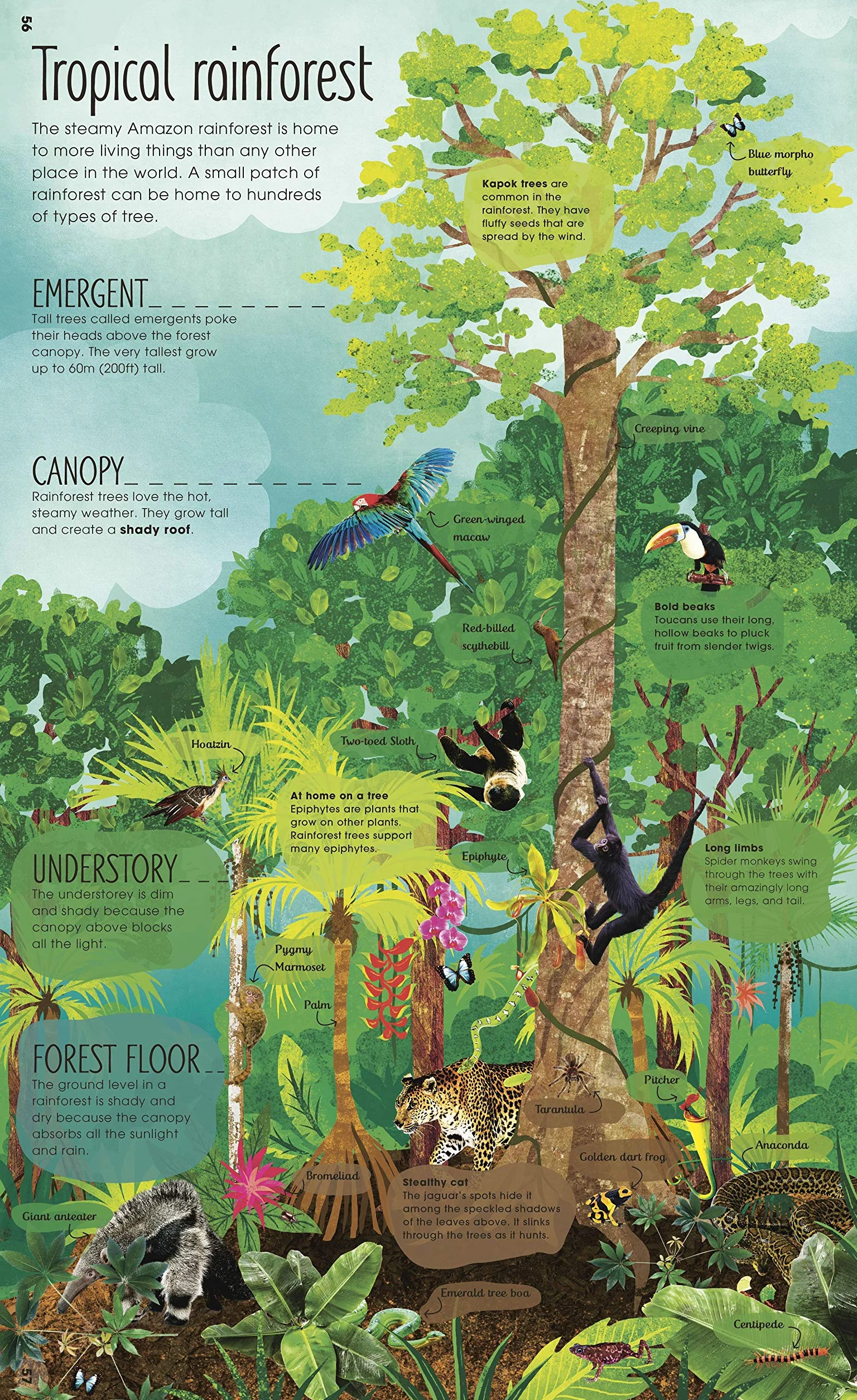 The Magic and Mystery of Trees (The Magic and Mystery of Nature)