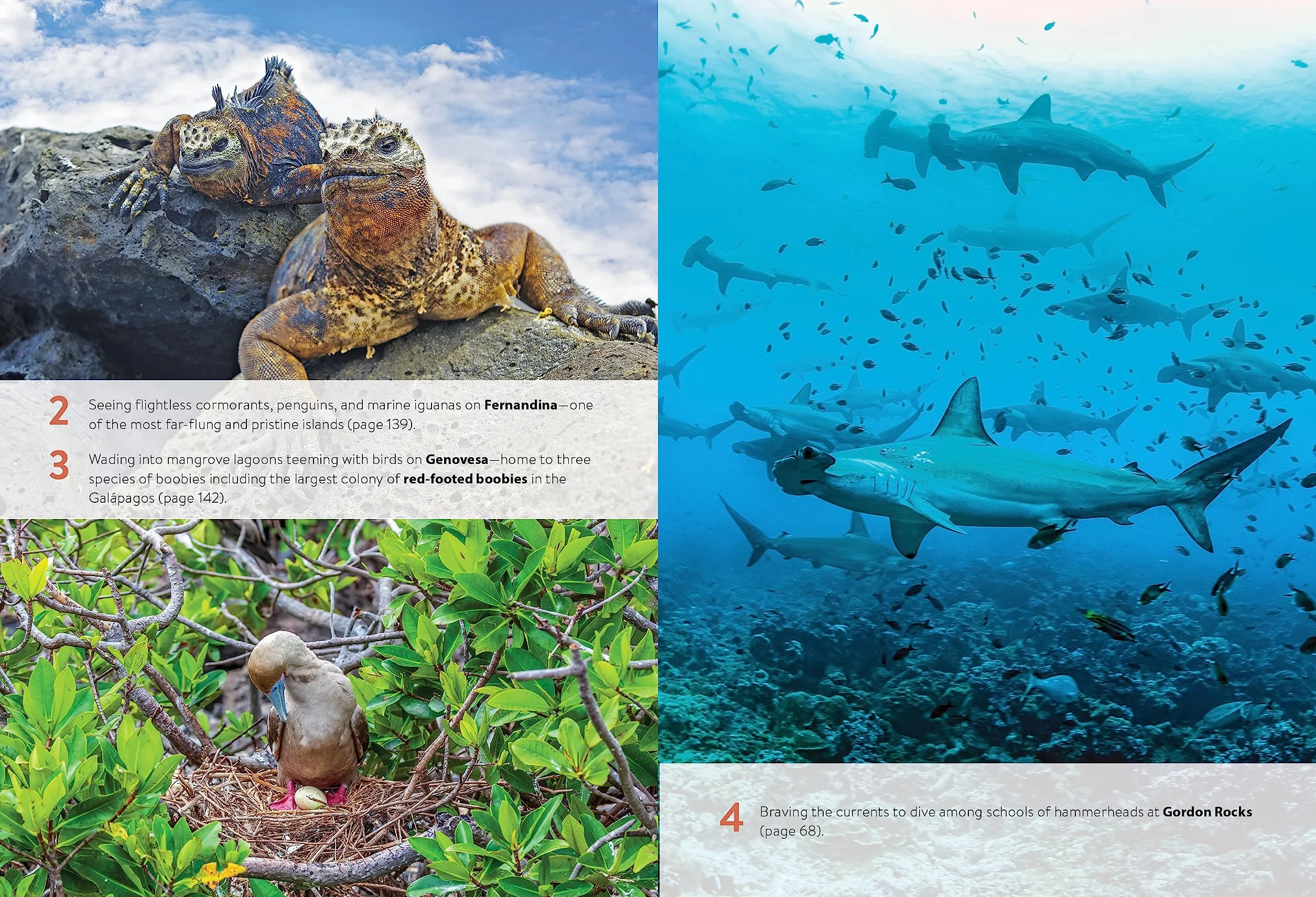 Moon Galápagos Islands: Wildlife, Snorkeling & Diving, Tour Advice