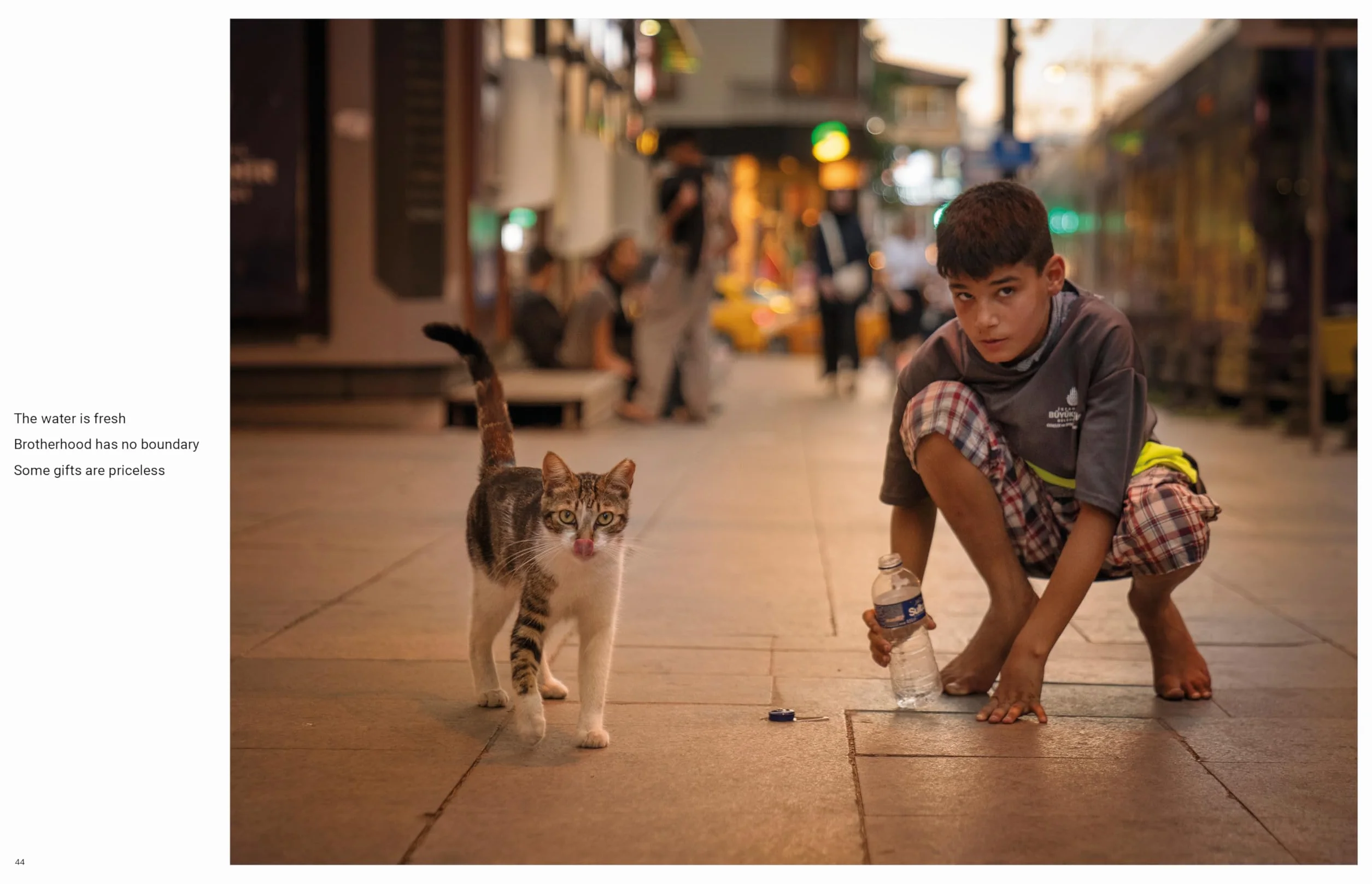 City Cats of Istanbul /anglais
