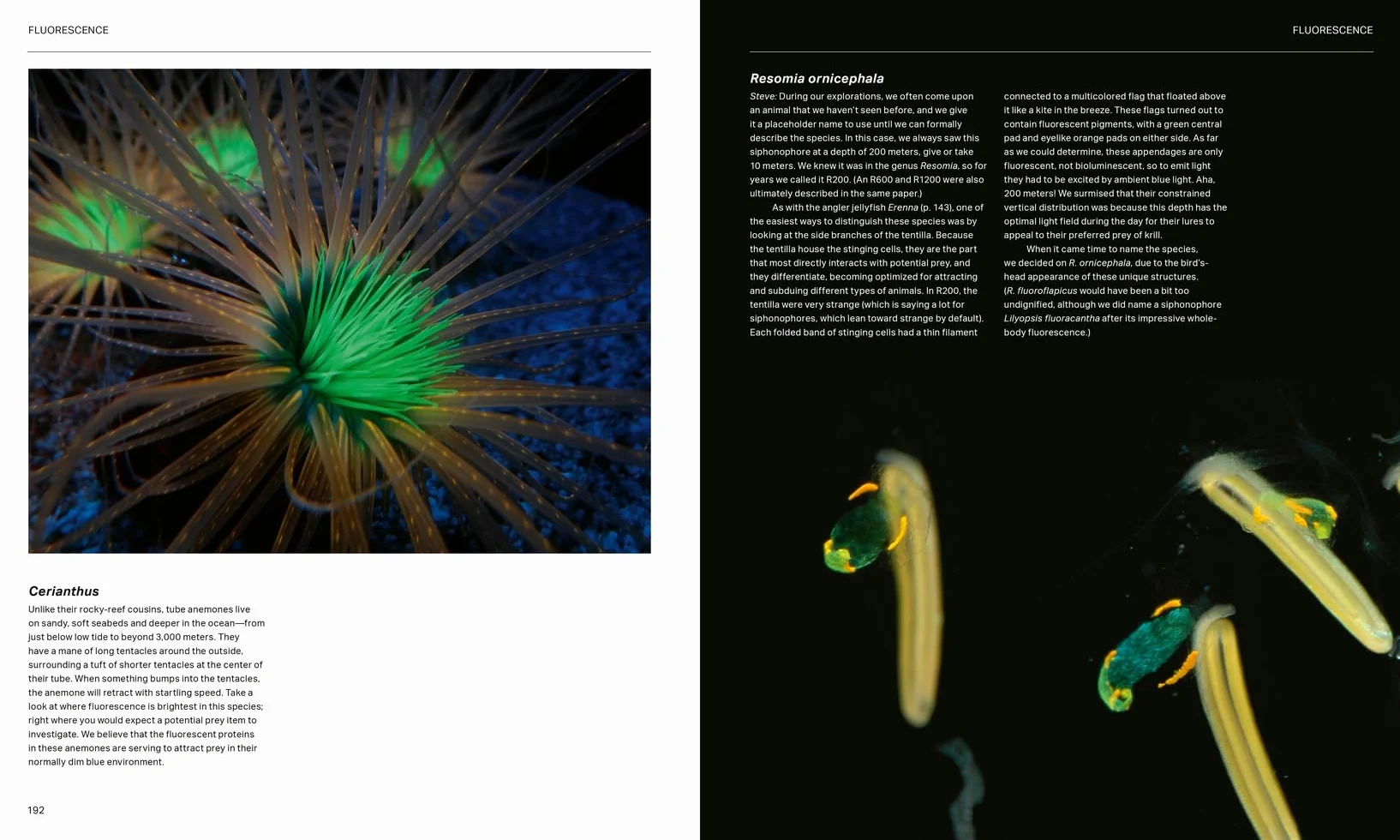 The Radiant Sea: Color and Light in the Underwater World