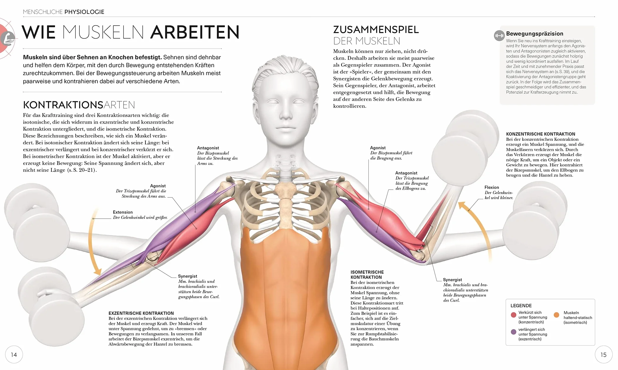 Krafttraining - Die Anatomie verstehen: Mit Übungen zum gezielten Muskelaufbau für einen definierten Körper