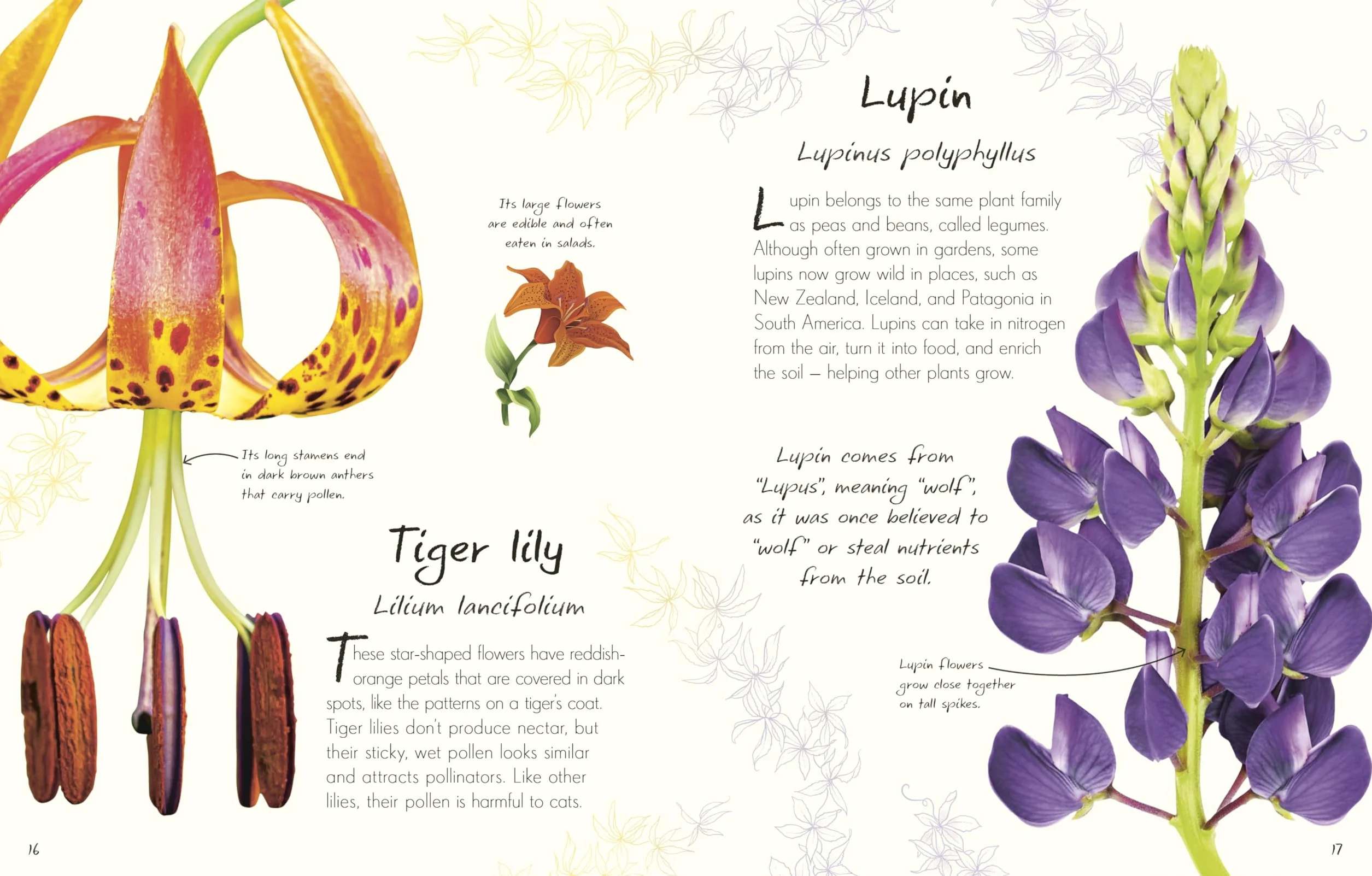 An Anthology of Flowers: Collection from Gardens, Woodlands, Mountains