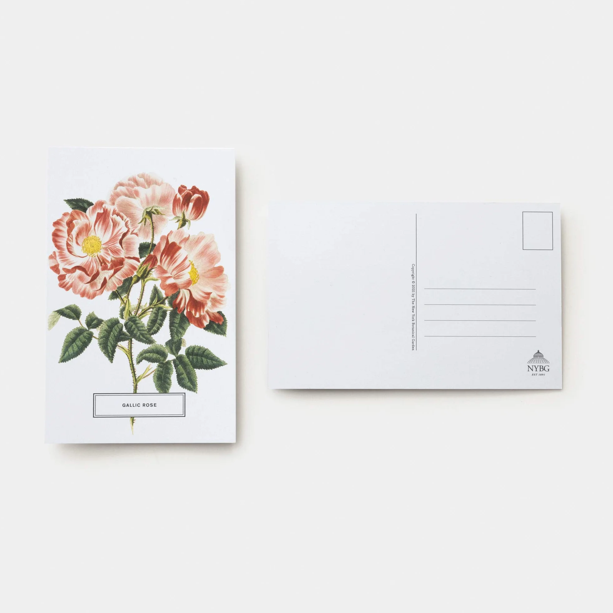Roses: 100 Postcards from the Archives of The New York Botanical Garden