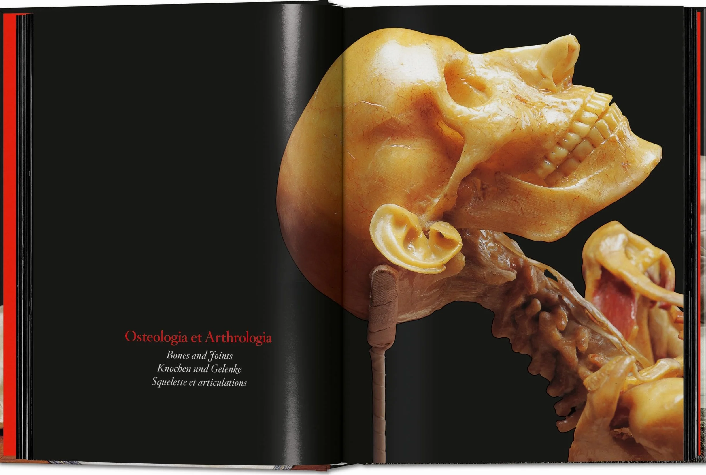 Anatomical Waxes. 45th Ed.