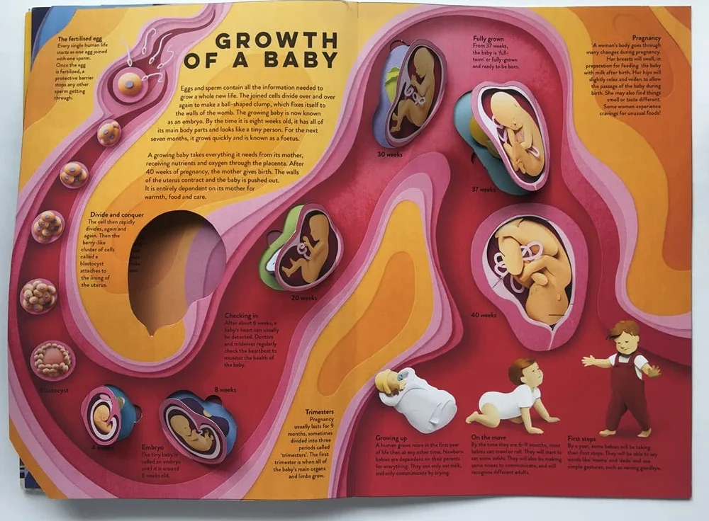 Paper World: Human Body: A fact-packed novelty book with 40 flaps to lift!
