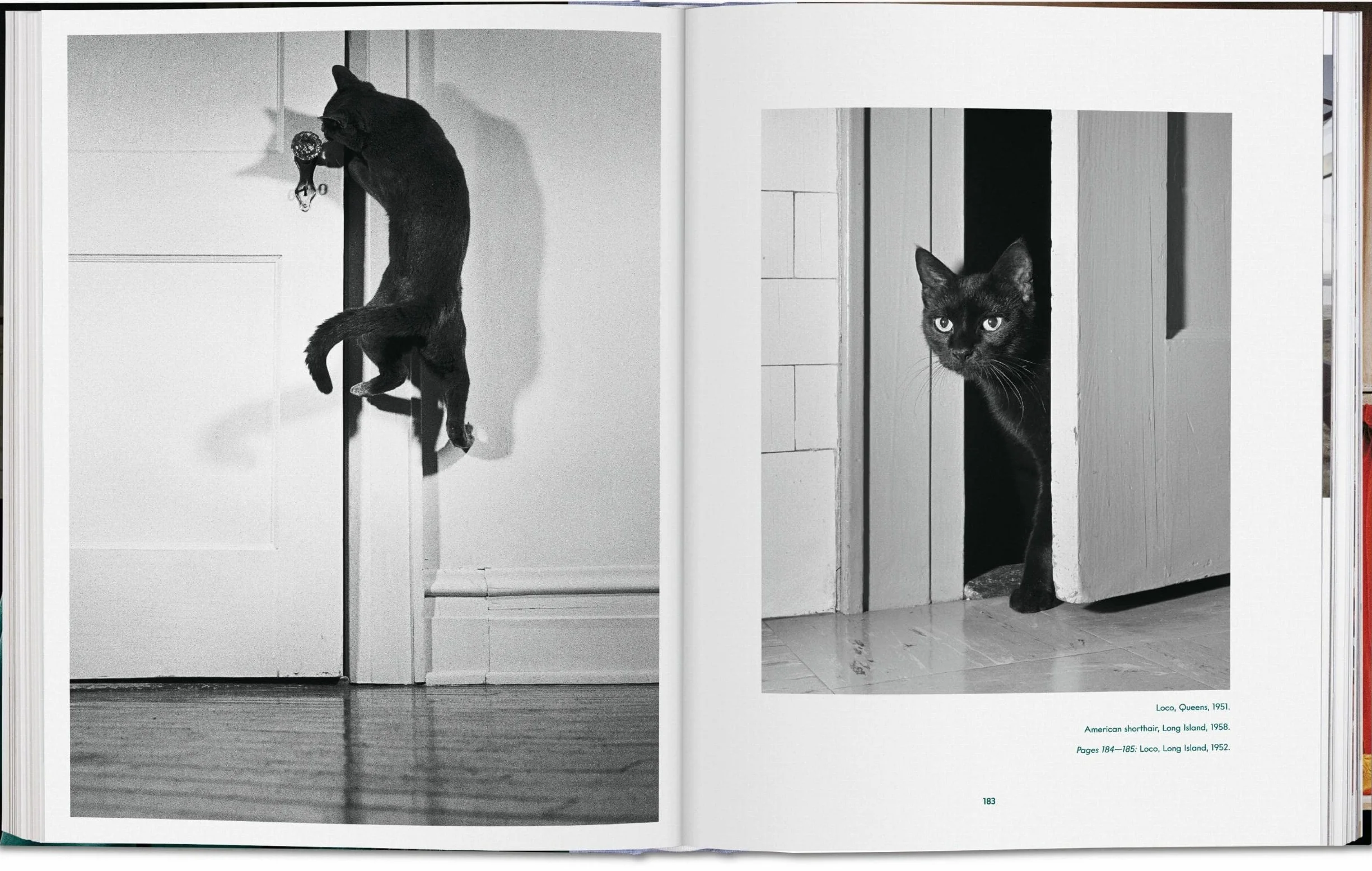 Cats Photographs 1942-2018