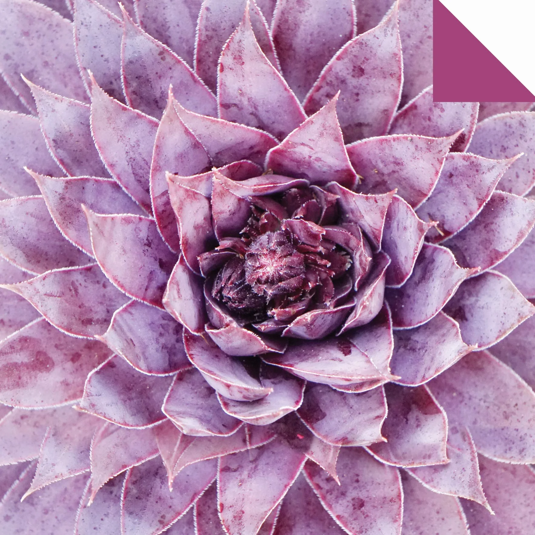 Origami Paper 500 Sheets Succulents 6 (15 CM): Tuttle Origami Paper: Double-Sided Origami Sheets with 12 Different Photographs (Instructions for 6 Projects Included)