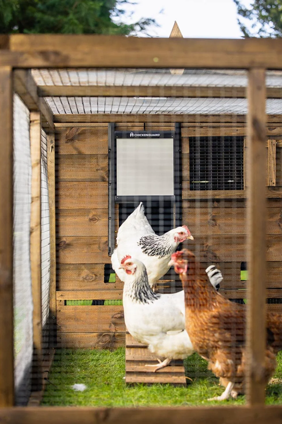 ChickenGuard Automatyczne otwieracze drzwi kurnika, 3 opcje zasilania, słoneczne, baterie alkaliczne lub zasilanie DC (Po + Drzwi + Baterie)