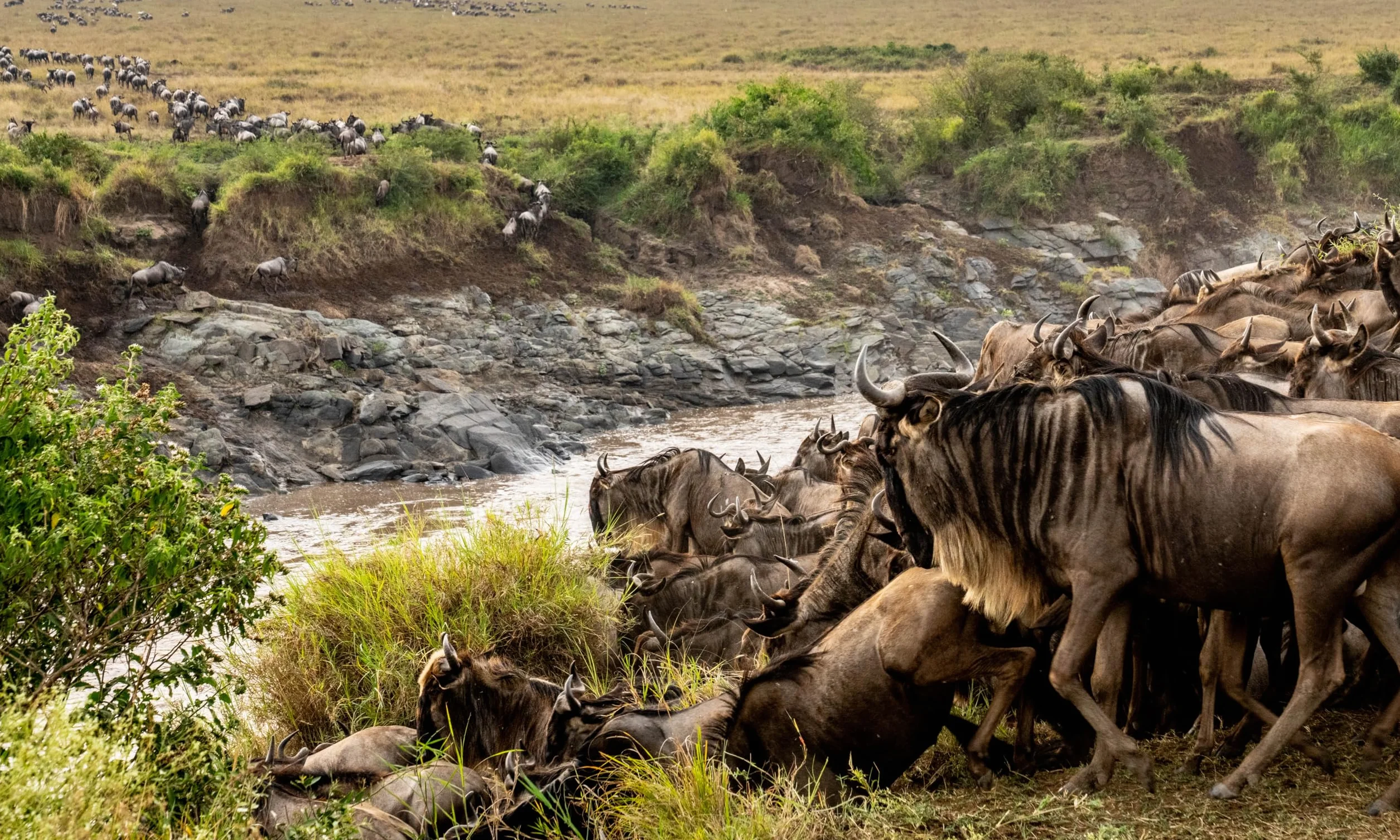 Wild Eye: A Life in Photographs