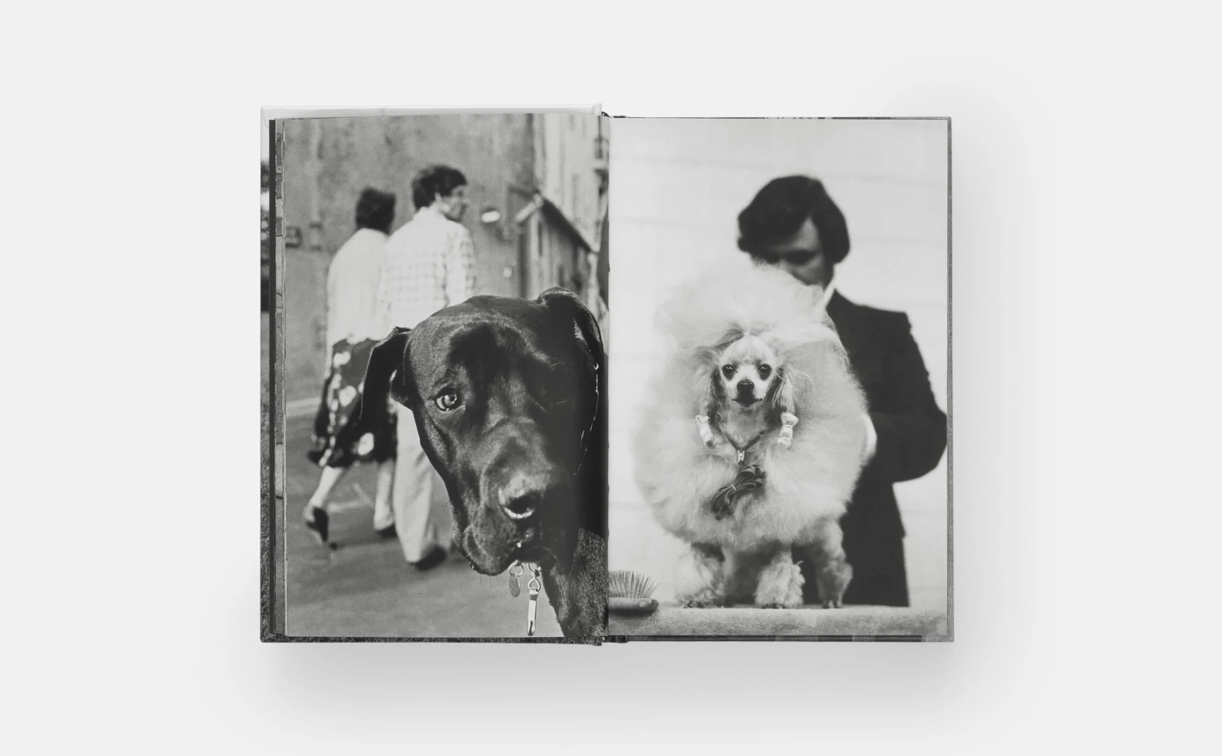DogDogs