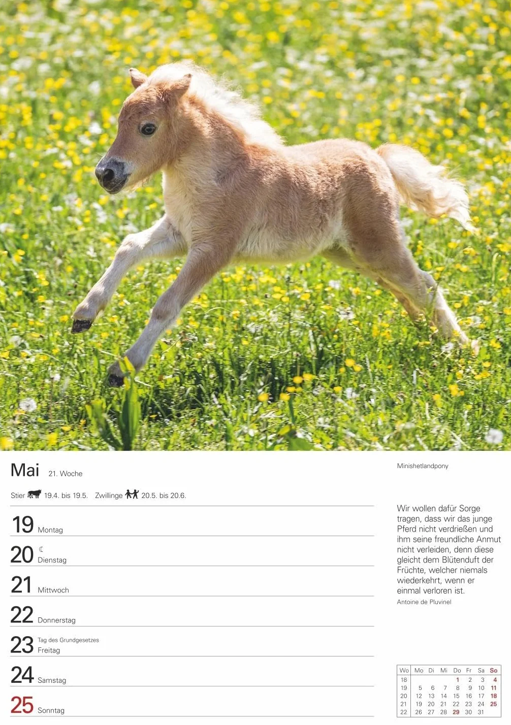 Pferde Wochenplaner 2025 - 53 Blatt mit Zitaten und Wochenchronik: Wochenkalendarium, Zitate und Pferdefotos in einem praktischen Termin-Kalender. ... Fotokalender mit Raum für Notizen