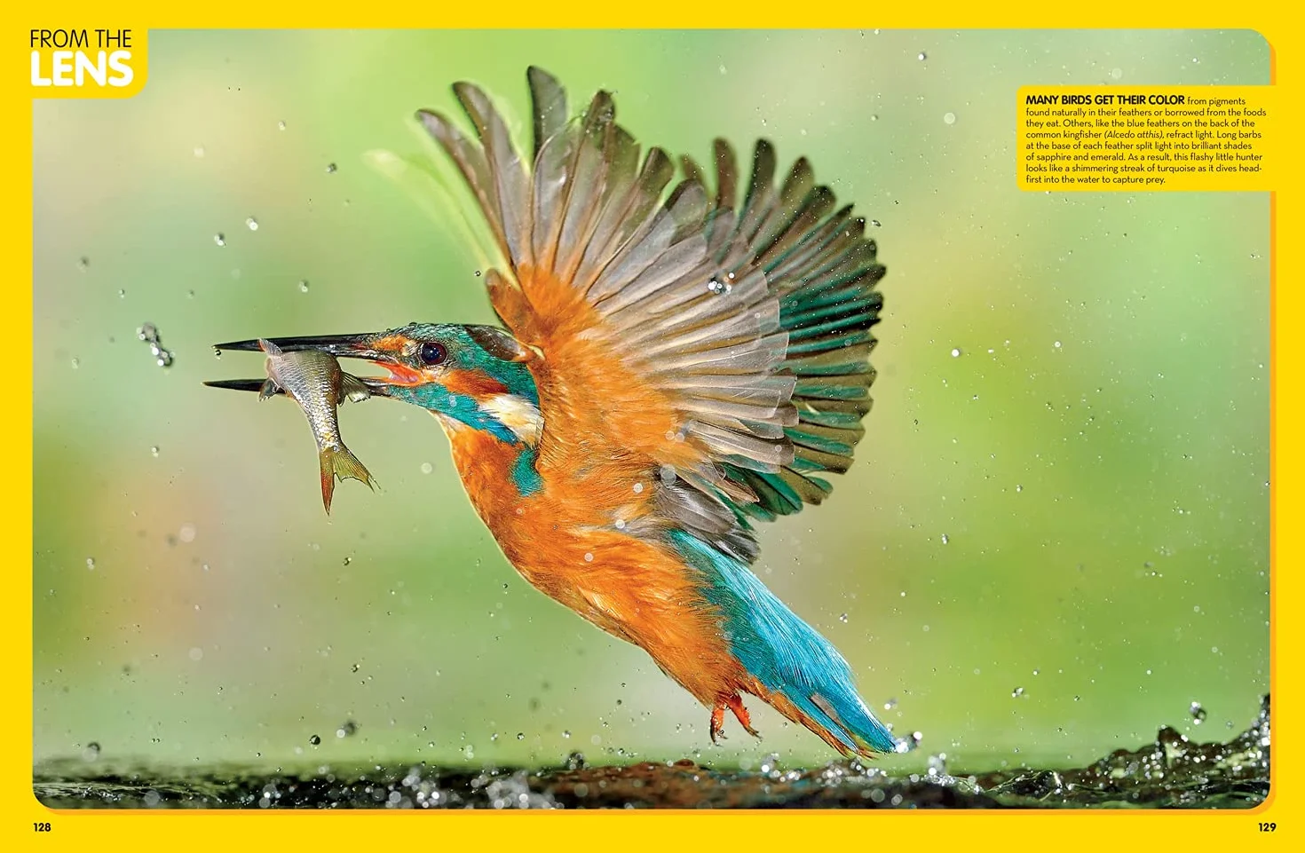 Animal Encyclopedia: 2,500 Animals with Photos, Maps & More